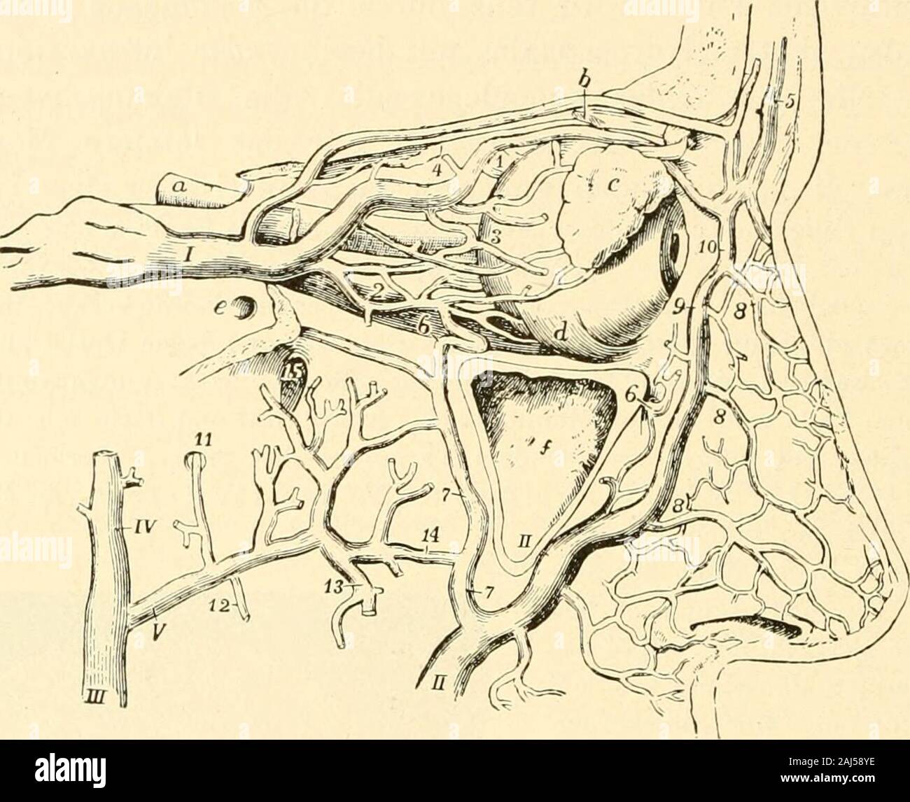 Die Neurologie des Auges Ein Handbuch für Nerven- und Augenärzte . Fig. 54.Nach Michel, Lehrb. d. Augenheilkunde. II. Aufl. 152 Zyanose der Netzhaut. Blutungen in die Opticusscheide können Stauungspapillen erzeugen(vergl. Band III, pag. 779) und dadurch Stauung in den Netzhautarterienhervorrufen. Werden die beiden Yenae jugularis internae am Halse oben kompri-miert, dann beobachtet man ein rasches Anschwellen der Netzhautvene, undder vorher sichtbar gewesene Venenpuls verschwindet. Beim Nachlassen desDruckes entsteht ein plötzliches und augenblickliches Zusammensinken derausgedehnten Vene.. Fi Stock Photo
