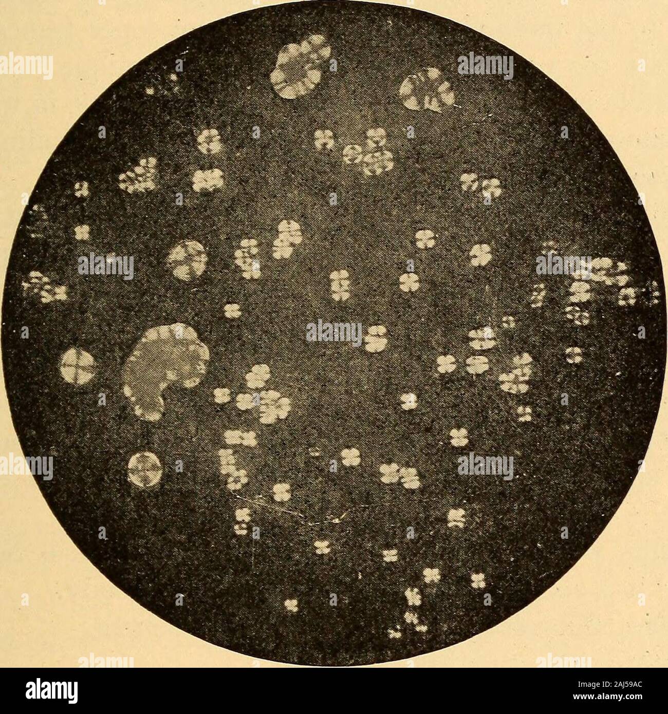 Non glandular hair hires stock photography and images Alamy