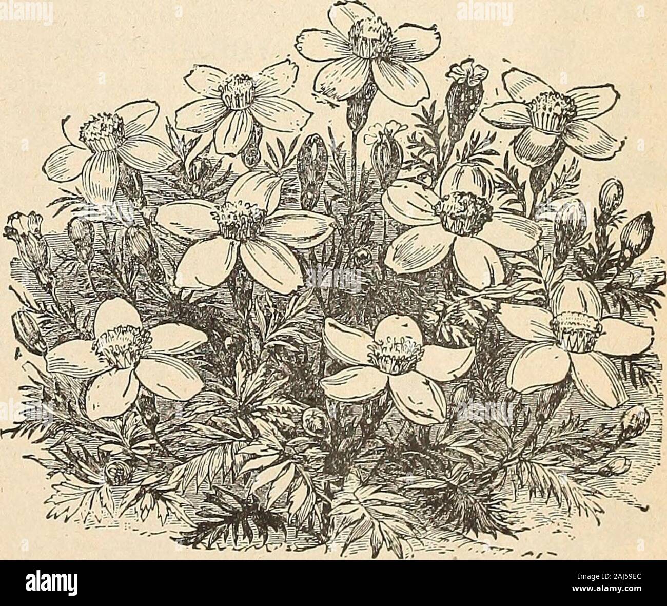 Horitucultural guide : spring 1892 . s 5 Yellow Winged—Same habit as Scarlet Winged , 5 SCABIOSA—Mourning Bride, or Sweet Scabious. Very desirable plants, producing pretty flowers of many colors In great pro-fusion. Good for cutting for vases, etc. II. A. Dwarf Double—Flowers very double and globular 5 Stellata—Starry seed vessels; good for winter bouquets 5 SWEET WILLIAM-Dianthus Barbatus, Exceedingly beautiful and showy plants, producing an abundance of rich-colored flowers throughout the season. H. P. Auricula Flowered—The flowers of this variety are very large and beauti-ful 5 Fine Single Stock Photo