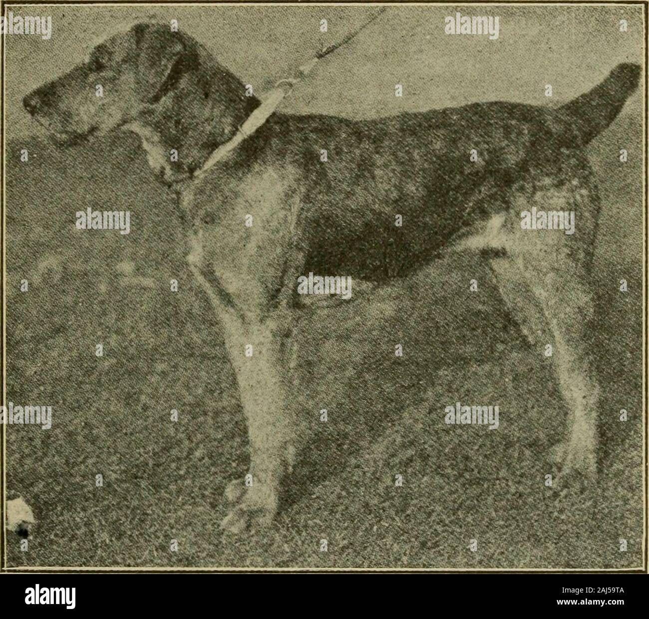 Airedale terrier cheap price