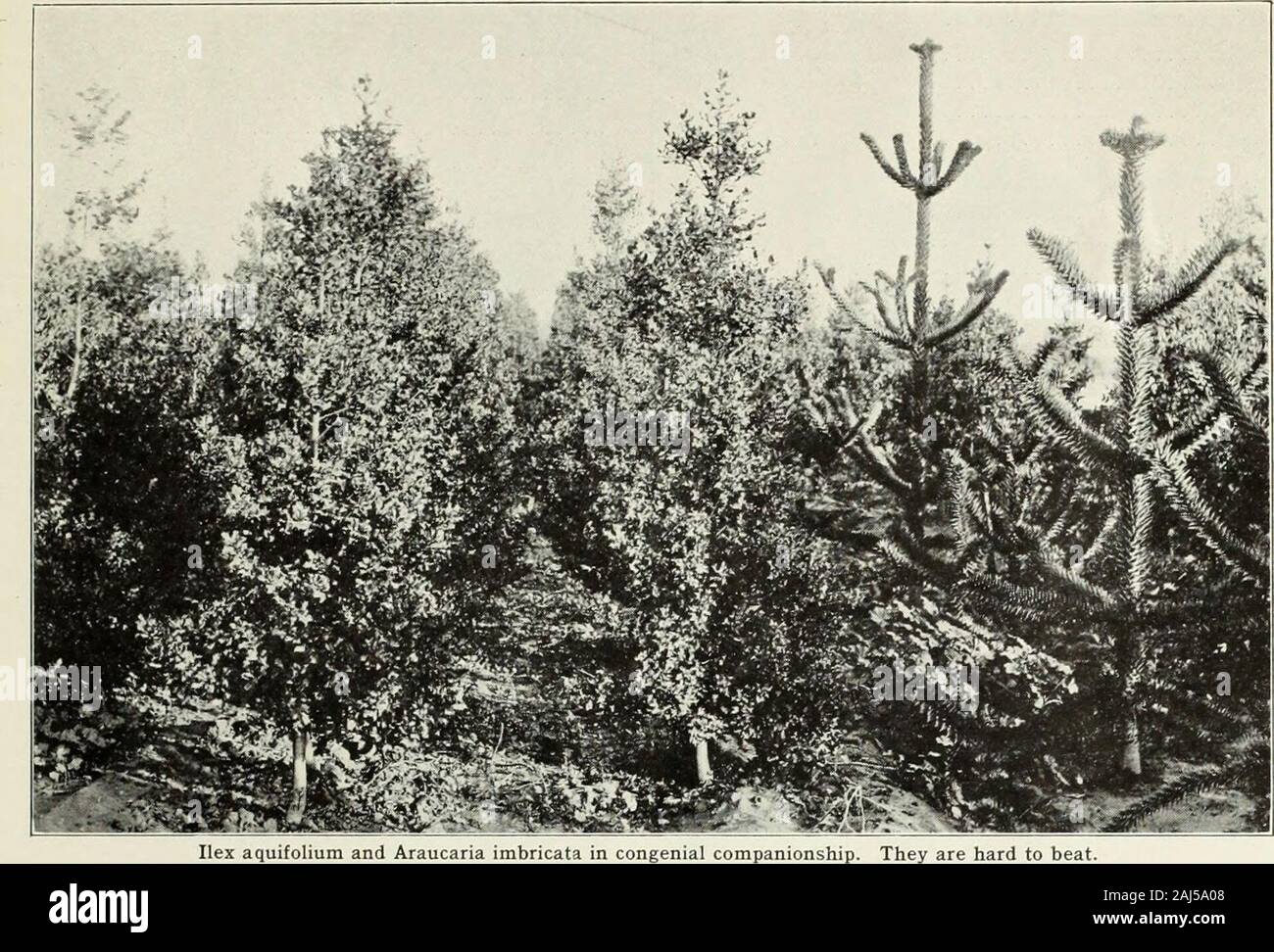 Wholesale price list spring of 1918 : for nurserymen only . Just to give an idea of the fine type of our evergreens. Read-ing from left to right: Juniperus sabina; Bambusa aurea;Cotoneaster microphylla. T. baccata fastigiata. IRISH YEW. boxed 5 to 5V2 5 00 boxed 4J^ to 5 4 00 T. baccata washingtoni. boxed ±y2 to 5 3 00 boxed 3y2 to 4 2 50 THUJA: Arbor Vitae. T. gigantea. GIANT ARBOR VITAE. boxed 10 to 12 8 00 boxed 9 to 10 6 00 boxed 8 to 9 • 5 00 boxed 7 to 8 4 00 T. gigantea aurea. boxed 8 to 10 7 00 boxed 7 to 8 6 00 boxed 6 to 7 4 00 T. orientalis. CHINESE ARBOR VITAE. boxed 7 to 8 3 00 bo Stock Photo