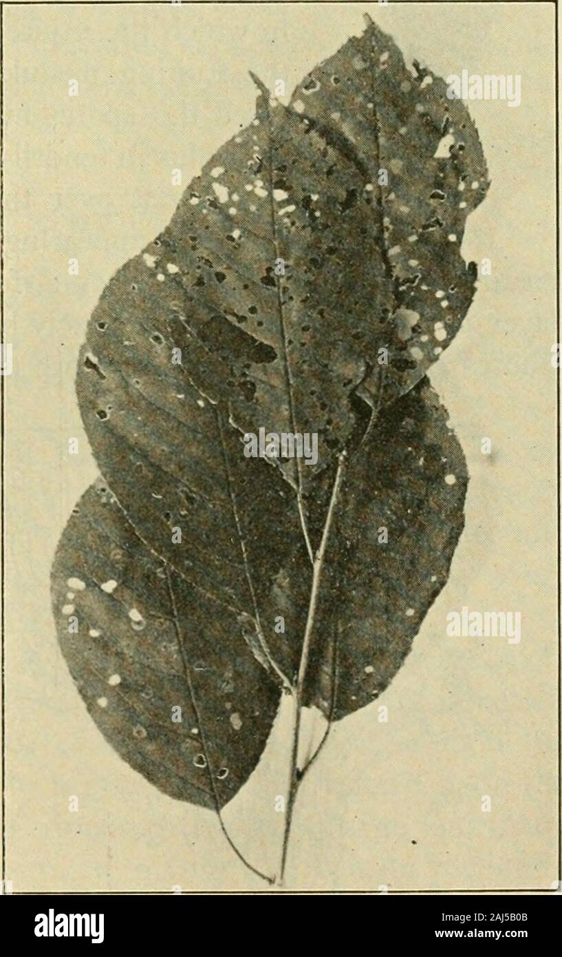 Fungous diseases of plants . RRYCylindrosporinm Juii Karst Arthur, J. C. Plum-Leaf Fungus. N. Y. Agl. Exp. Sta. Rept. 8: 293- 298. [figs. 6-10. 1889.Stewart, F. C, and Eustace, H. J. Shot-Hole Fungus on Cherry Fruit Pedicels. N. Y. Agl. Exp. Sta. Rept. 20: 146-148. Host relations. Many of the leaf-spot fungi occurring uponcertain varieties of plums, cherries, and other stone fruits are to aconsiderable extent shot-hole fungi. In such casesthe more or less circularinjured area is separatedby a line of cleavage fromthe healthy tissue, the in-jured tissue within thisarea promptly contracting,dry Stock Photo