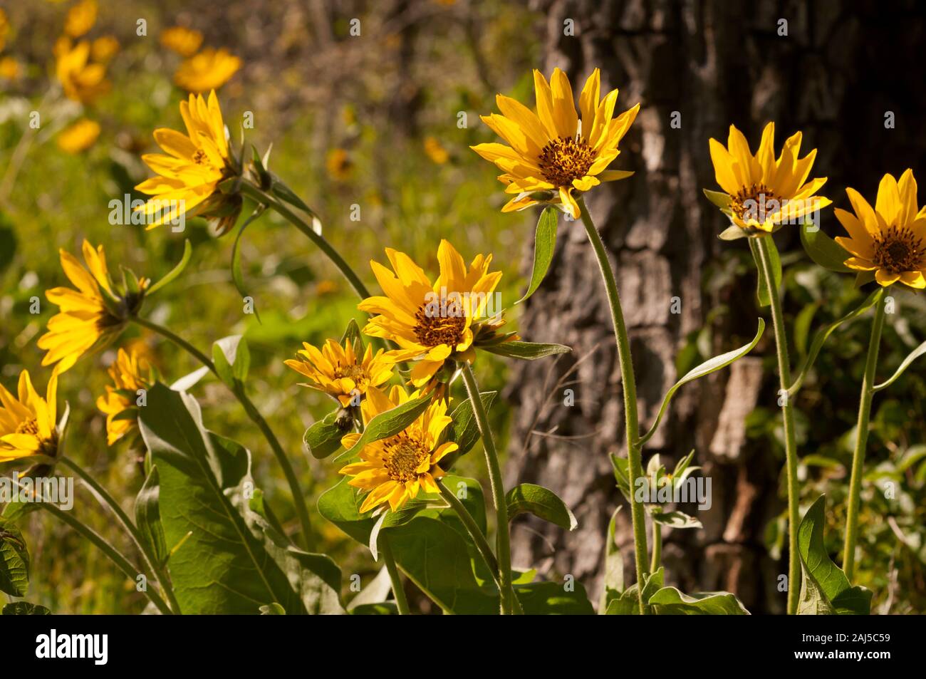 Balsamroot flowers in sunlight in the eastern Columbia River Gorge, Oregon. Stock Photo
