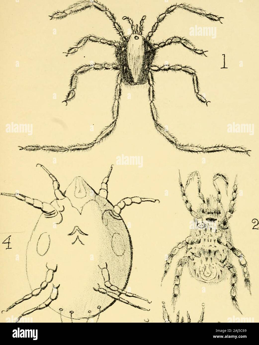 The Journal of microscopy and natural science . em under the name of Rhyiicolophus.Most of these mites are very beautiful when alive, and some ofthem are rather large. C. F. George. White Mites (PL VIII., Fig. 4).—In June, 1877, I noticed ablack poplar tree suffering from the ravages of insects. In manyplaces it was bored by the larvae of the Goat-moth {Cossus lig?ii-perdci). On removing a portion of the bark, which was wet andloose, I found it covered with a moving mass consisting of myriadsof very peculiar White Mites. When I examined them under amicroscope, I found them to differ from any m Stock Photo