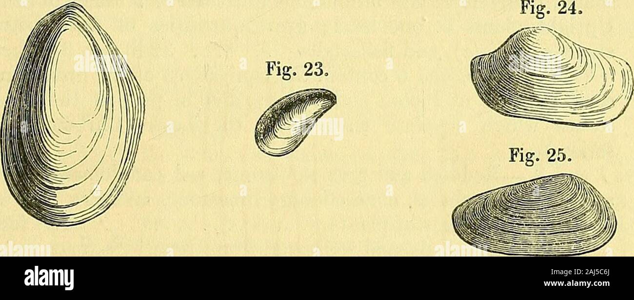 The Quarterly journal of the Geological Society of London . ones and Modiola-shales. Two varieties of Cypris (figs. 29 & 30, ms.) occur. The more com-mon variety is found in all the bituminous limestones and Modiola-shales. The Spirorbis (figs. 31 a & b, ms.), so often found attached tovegetable fragments, and which so frequently serves to mark periodsof submergence succeeding to those of vegetable growth, closely re-sembles the Spirorbis carbonarius of the British coal-fields. Figs. 22 & 23 represent two species of the Modioli, which swarmedin incalculable numbers in the waters of the Joggins Stock Photo