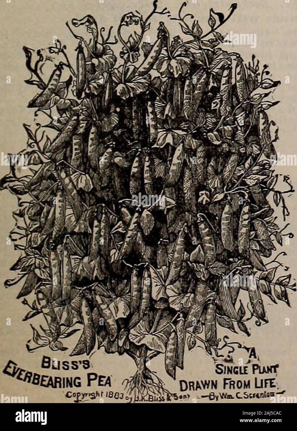 W.W Rawson & Co seedsmen / W.W Rawson & Co. . Improved Stratagem. -Long,^ round pods, closely filled with large pkt wrinkled peas, of extra fine quality, and very pro-Well worthy of general cultivation 15 cts.; qt., 25 cts.; peck, $1.15. Per 10. PUMPKIN. (Potiron, Fr. Kurhis, Ger. Calahaza, Sp.)One pound will plant from 300 to 3UO hils. /V fiusS3 ^BEAum Pea SINCLE PiakT DR^WN From Lire. - -e,Wta.C.StMnIim- CULTURE. —The common practicethird or fourth hill in the corn-field;each way, four plants to each hill. Small Sugar (see cut).—A fine grained,sweet, and an excellent keeper. Perpkt., 5 cts.; Stock Photo