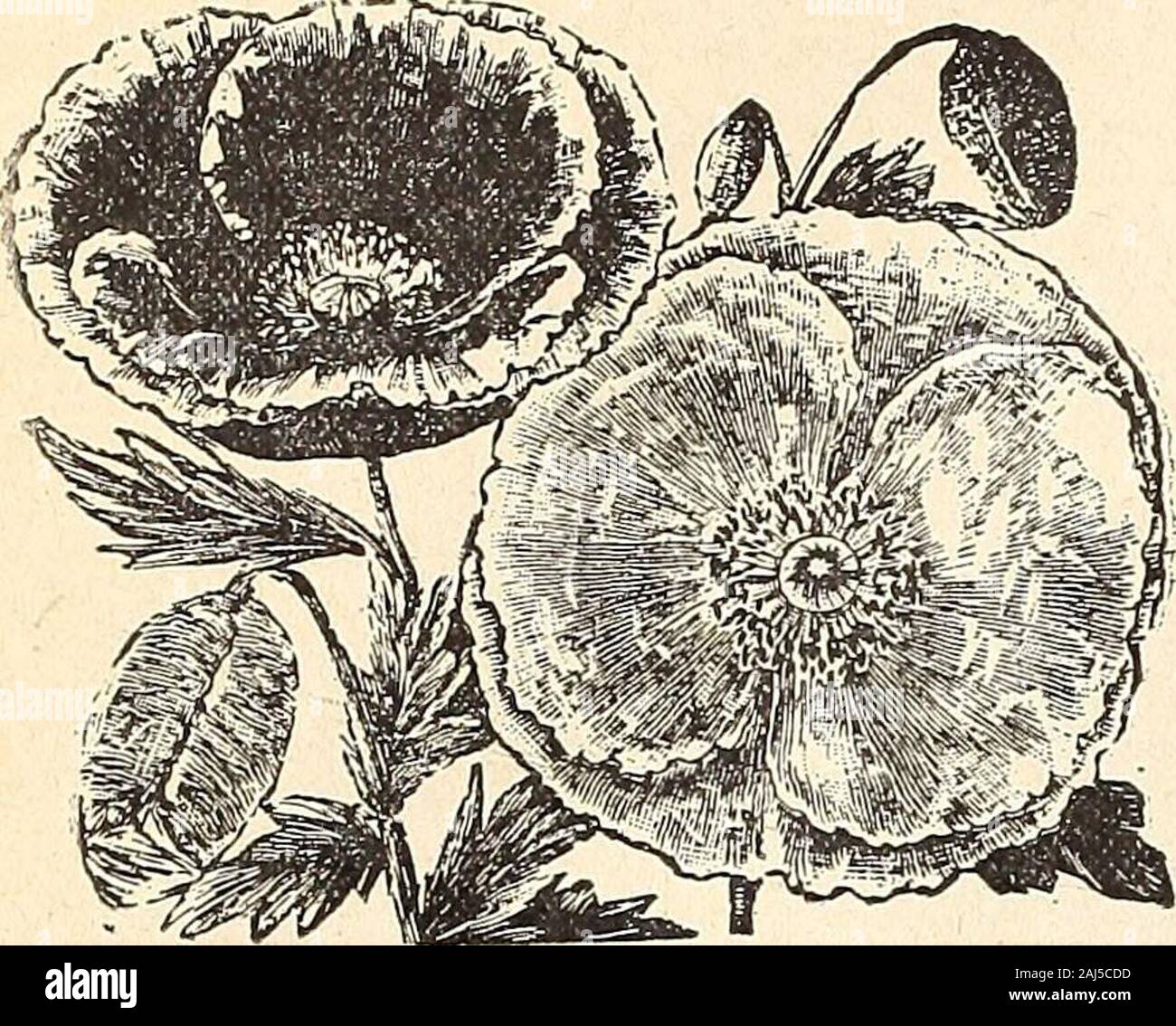 Horitucultural guide : spring 1892 . The large showyflowers of thisgenue make a brill-iant display in thegarden. SINGLE ANNUAL VARIETIES. D a n e b r o g—• Brilliant scarletwith a cross ofwhite in center,resembling theDanish Banner. 5iilnglish Scarlet—The brightscarlet ilowersNEW suisLKr POPPIES. of this variety are very effective, 3 feet 5 ^mbrosum—Rich vermilion, with black spot on each petal 5 Peacock Poppy—Large brilliant scarlet and crimson flowers with a blackzone near the center, making a strong and beautiful contrast. Flowers about 4 inches in diameter 10 liSevlgatum (Fire Dragoo)—A ne Stock Photo