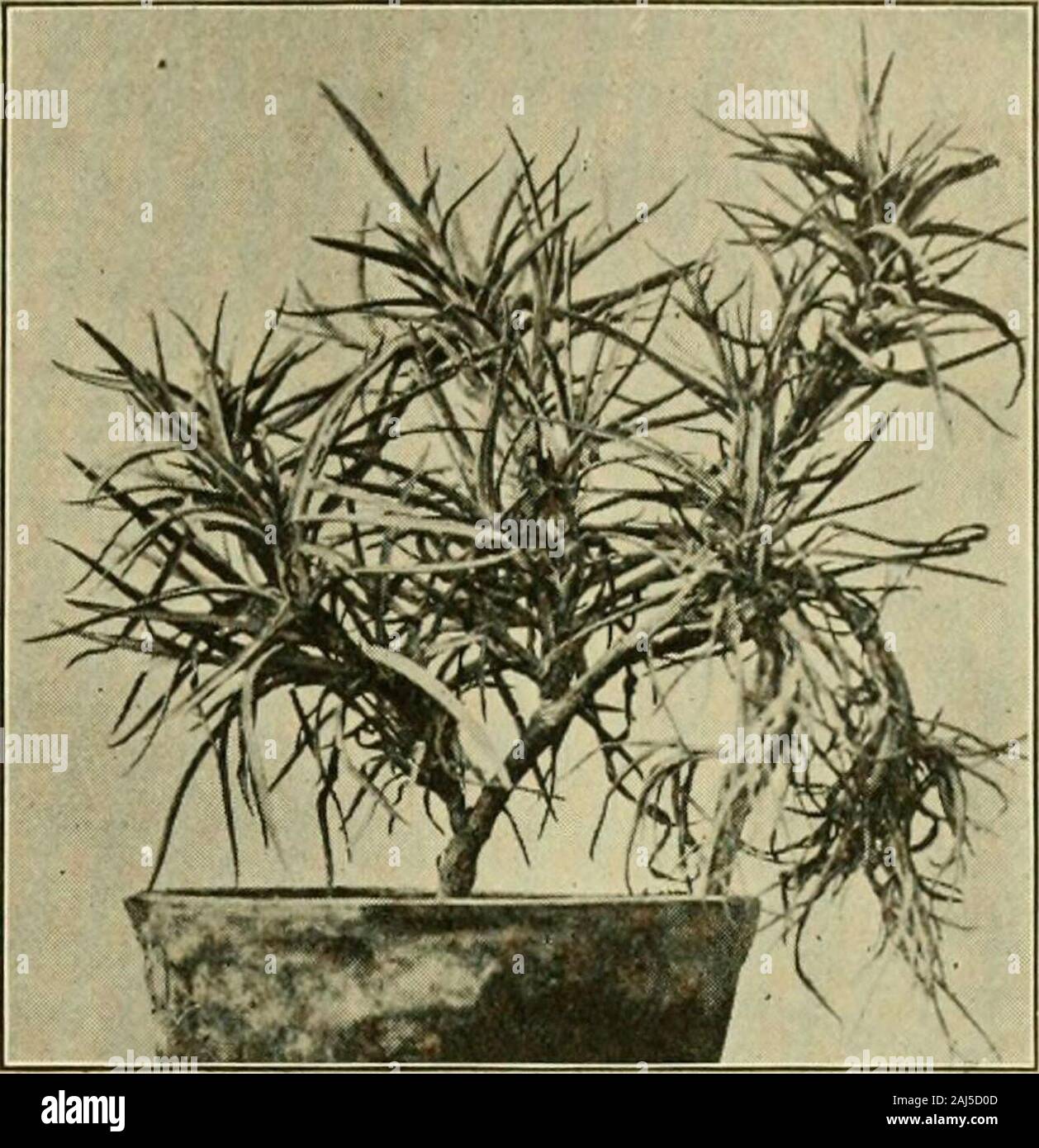 Fungous diseases of plants . Fig. 152. China Aster affected byFusarium FUNGI IMPERFECTI 321 study of the disease does notappear to have been reported.The carnation stem wilt/-^or rosette, is occasionallyimportant both in thegreenhouse and garden. Asin the case of the cottonwilt and other similar dis-eases, the fungus seems togain entrance through theroot system, and its pathof attack is mainly thetracheal tissues. Steriliza-tion of the soil seems tobe the only effective meansof prevention.. Fig. 153. FusARiuM on Carnation RosKTTE Effect (Photograph by Geo. F. Atkinson) XXV. ROOT ROT OF THE VIN Stock Photo