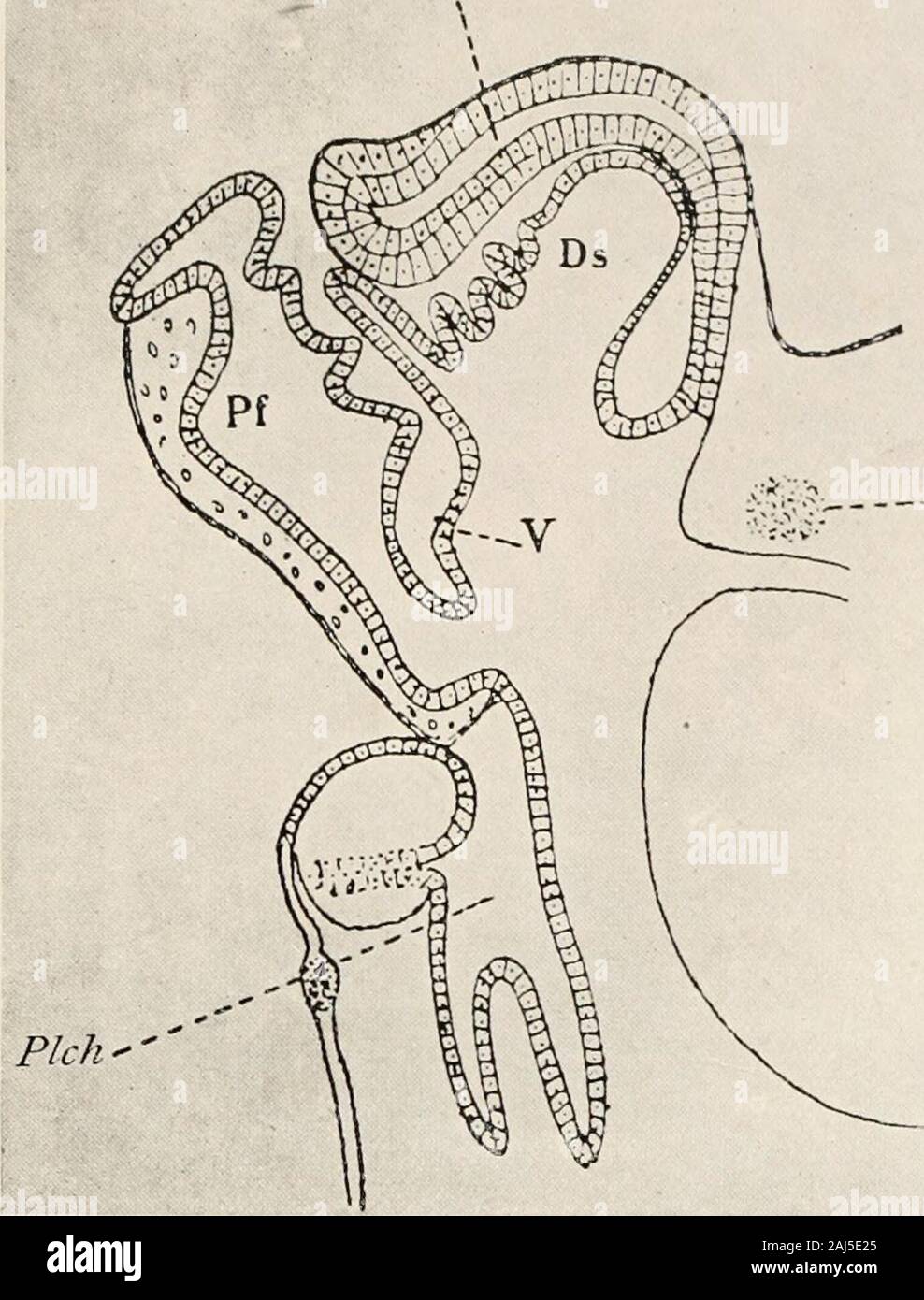 The morphology and evolutional significance of the pineal body : being part I of a contribution to the study of the epiphysis cerebri with an interpretation of the morphological, physiological and clinical evidence . Fig.30 The epiphyseal complex in an older Tropidonotus embryo, accordingto Leydig, 1897. Pf., Paraphysis; Ds., dorsal sac; Ch., commissura habenularis; E/&gt;., proximalportion of pineal gland. is present. In fact, in the latter forms, namely, Crocodilia, theentire epiphyseal complex is said to be wanting and no evidenceof its development occurs at any time during ontogenesis figs Stock Photo