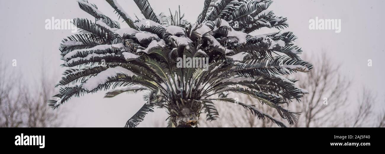 Hot tree, cold weather. Palm tree in the snow BANNER, LONG FORMAT Stock ...