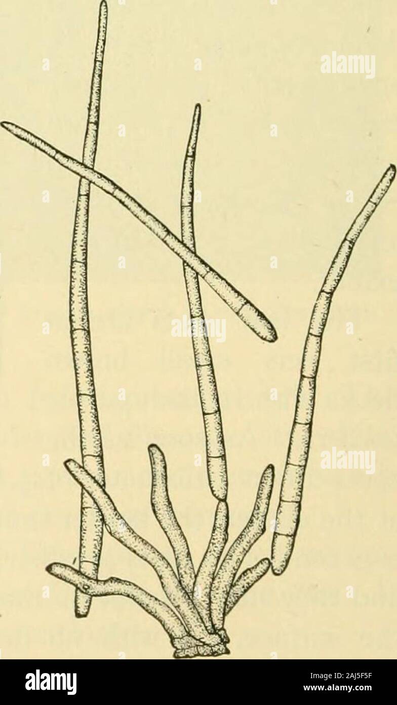 Fungous diseases of plants . elongated (Fig. 142), at a seri-ous sacrifice to root develop-ment, and probably at great lossto the sugar content. It has been stated by Germanobservers that the leaf-spot fun-gus may also be found upon thebracts, peduncles, and even uponthe seed pods. It is therefore thought that the fungus may be spread with the seed.The fungus. When the leaf spots appear gray at the centers one may be sure of finding the conidiophores and conidia of the fungus in abun-dance. The former arise in small clusters, apparently through the stomates at first. The base of the cluster is Stock Photo