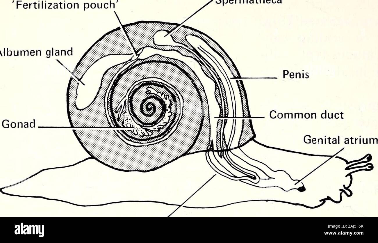 The Victorian naturalist . duct and out through thegenital