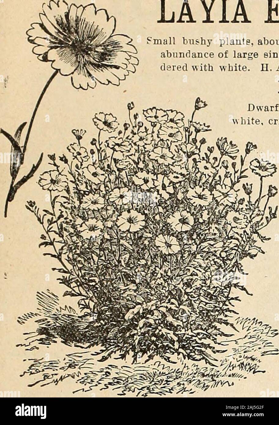 Horitucultural guide : spring 1892 . Qjrri(^ Bros/ |iortieuIturaI Quide.- 53. LAYIA ELEGANS. Small bushy plantp, about 1 foot hiijli, with anabundance of large single yellow flowers bor-tlered with white. B. A 10 LOBELIA. Dwarf-growing plant with bine,white, crimeoD, and rose flowejs,adapted for ribbon bor-ders, and for vases orliangin; baskets. DWARF COM-PACTVARIETIES. For edgings, etc.,growing from 4 to 6inches high.Carters CobaltBlue — Very fine, dwaif, blue 10 Crystal PalaceCo in pact a—Abeautiful new vari-ety, 1/2 foot 5 Gracilis Brecta— Blue, dwarf habit.. 5Prima Donna—Inhabit it is very Stock Photo