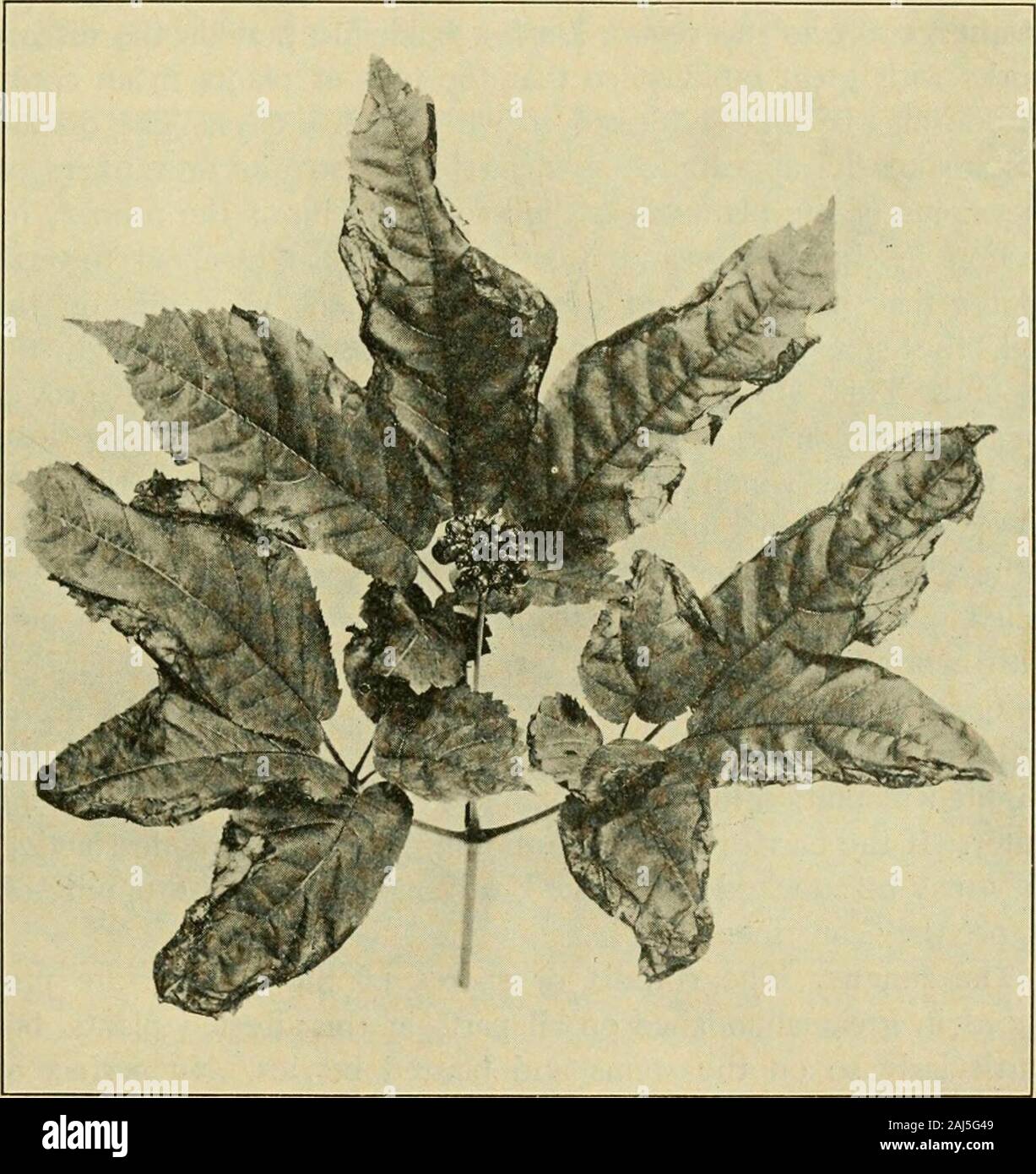 Fungous diseases of plants . ed the geneticconnection between the Macrosporium of onion and Plcospora hcr-bariivi (Pers.) Rab., incidentally indicating, also, that the Macrospo-rium agrees with the saprophytic form described by Berkeley. XV. MACROSPORIUM: OTHER SPECIES Occurring upon other solanaceous hosts are such species asMacrosporiuvi toviato Cke. and Macrosporium Datura Fautr.Several species have been reported upon onions besides Macro-sporhini Sarci)iula Berk, above discussed. Other species ofMacrosporium besides the latter have also been connected withspecies of Pleospora. Macrosporium Stock Photo