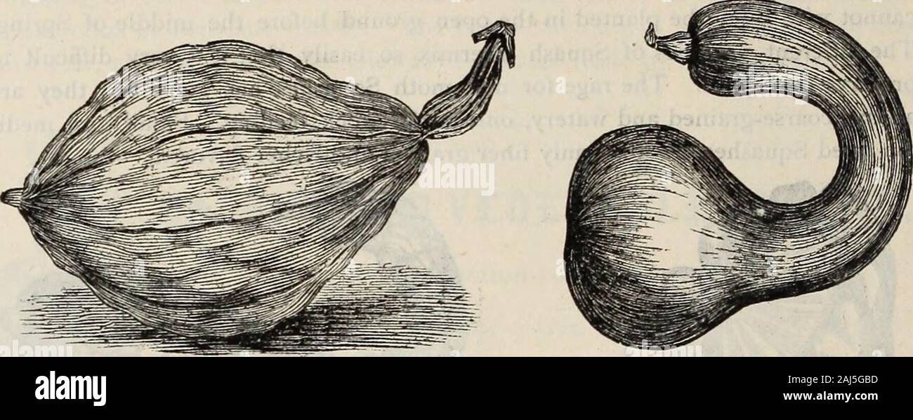 D M Ferry & Co's seed annual 1875 . riety possessed by no other. It is unquestionably the best keeper, and is finer-grained and dryer than any sort we have seen. About the size of the Hubbard,with shell of bluish-green, and bright orange flesh. Requires the whole seasonto mature. Vegetable Marrow.— Form, ovate, pointed ; skin, extremely thin ; color,light yellow or salmon ; flesh, deep orange, finely grained, and excellently flav-ored ; seeds, large, white. Average weight, six or eight pounds. It keeps wellin winter, and will boil as dry as a potato. Plant eight feet apart.. Stock Photo
