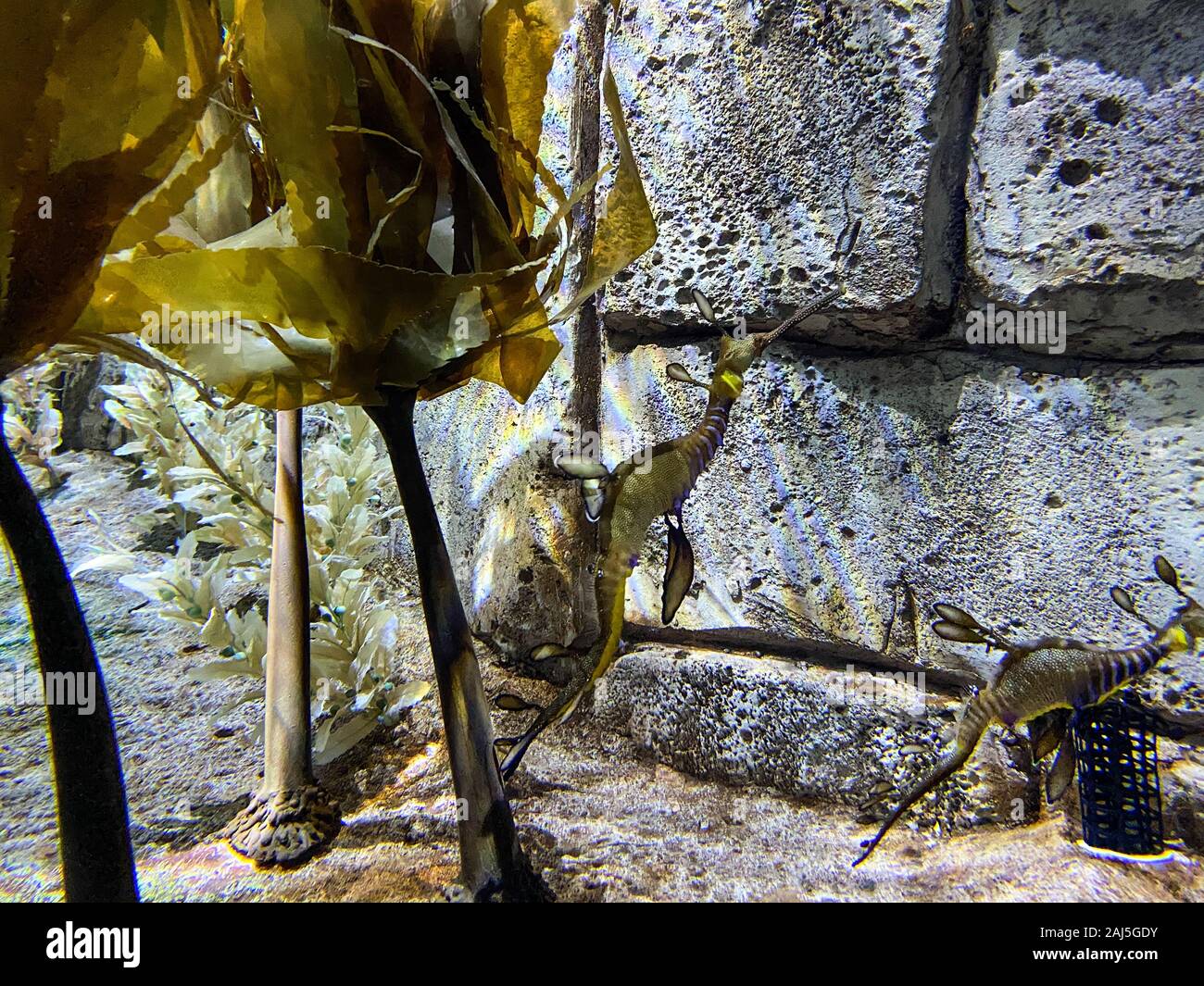 Orlando,FL/USA-12/25/19: An aquarium of swimming Leafy Sea Dragons at Seaworld Orlando Florida. Stock Photo