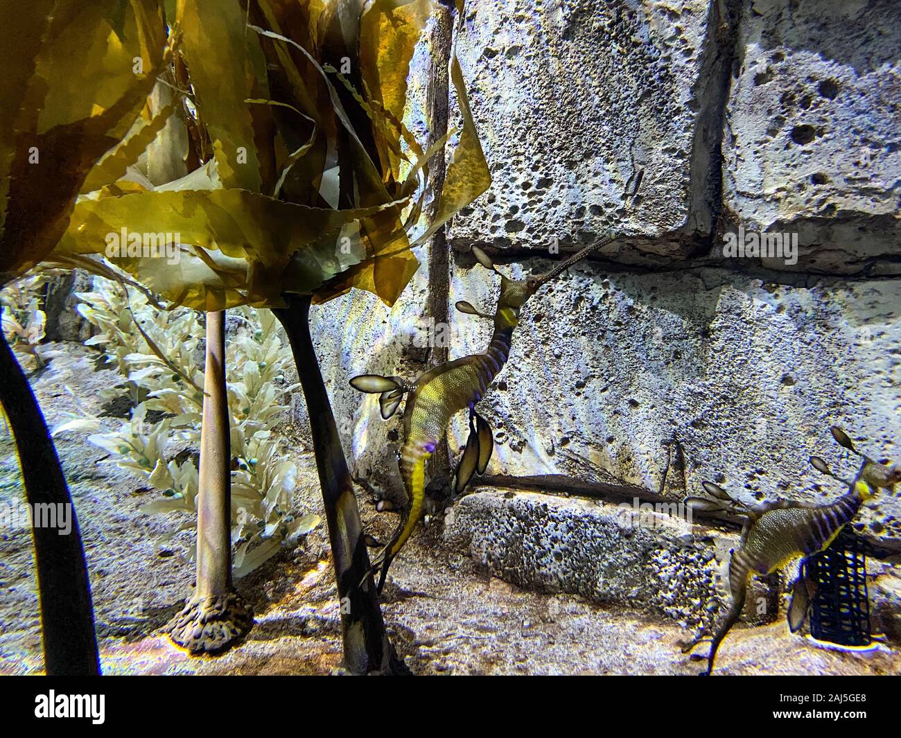 Orlando,FL/USA-12/25/19: An aquarium of swimming Leafy Sea Dragons at Seaworld Orlando Florida. Stock Photo