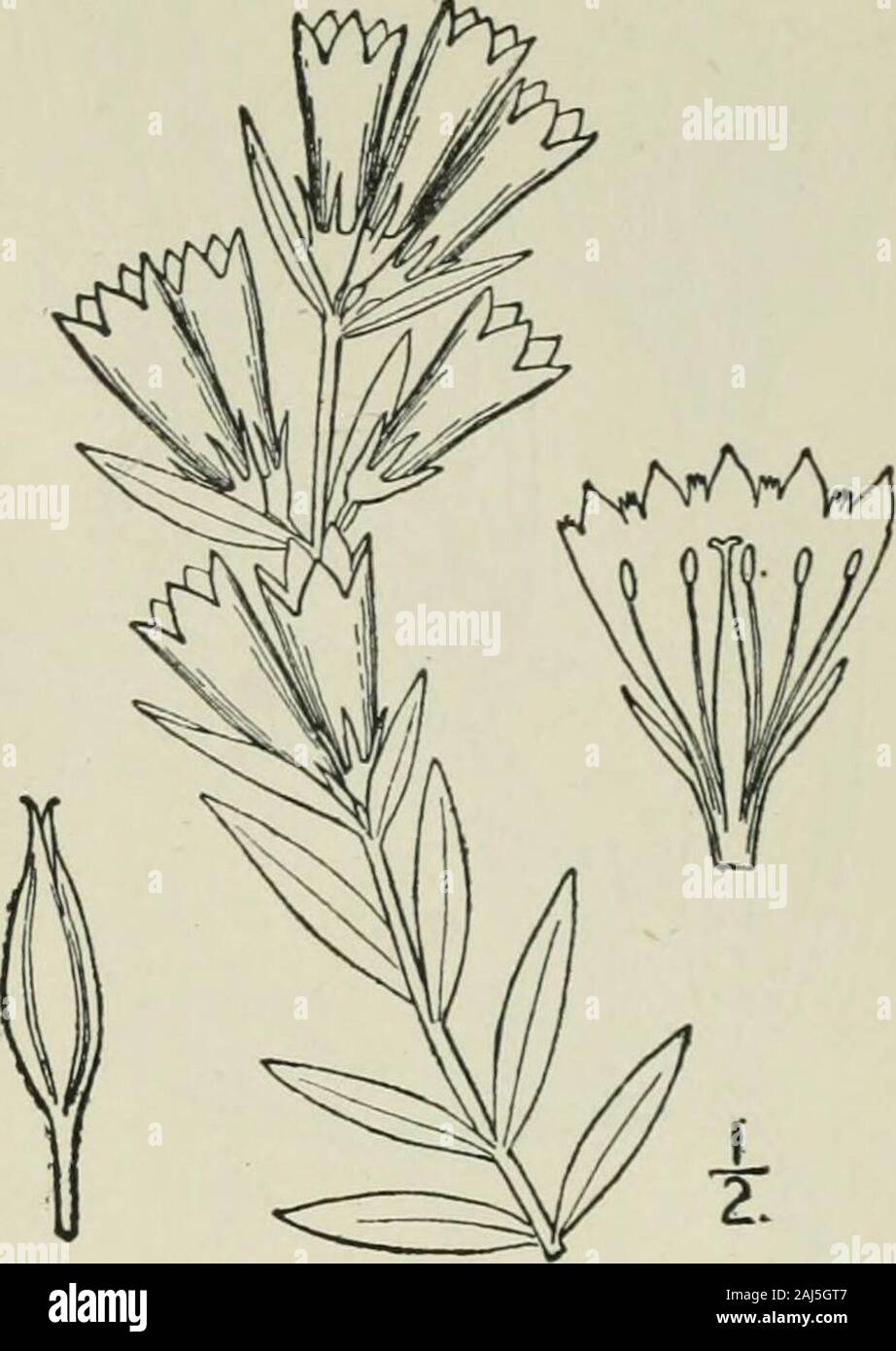 An illustrated flora of the northern United States, Canada and the British possessions : from Newfoundland to the parallel of the southern boundary of Virginia and from the Atlantic Ocean westward to the 102nd meridian . Gentiana affinis Griseb. in Hook. Fl. Bor. Am. 2 : 56, 1834.D. affinis Rydb. Bull. Torr. Club 33: 149. 1906. Perennial; stems clustered from deep roots, minutelypuberulent, simple, 6-i8 high. Leaves linear-oblongto lanceolate-oblong, obtuse or acutish, rounded ornarrowed at the base, firm, roughish-margined, indis-tinctly nerved, i-i¥ long, the floral smaller; flowersfew, nume Stock Photo