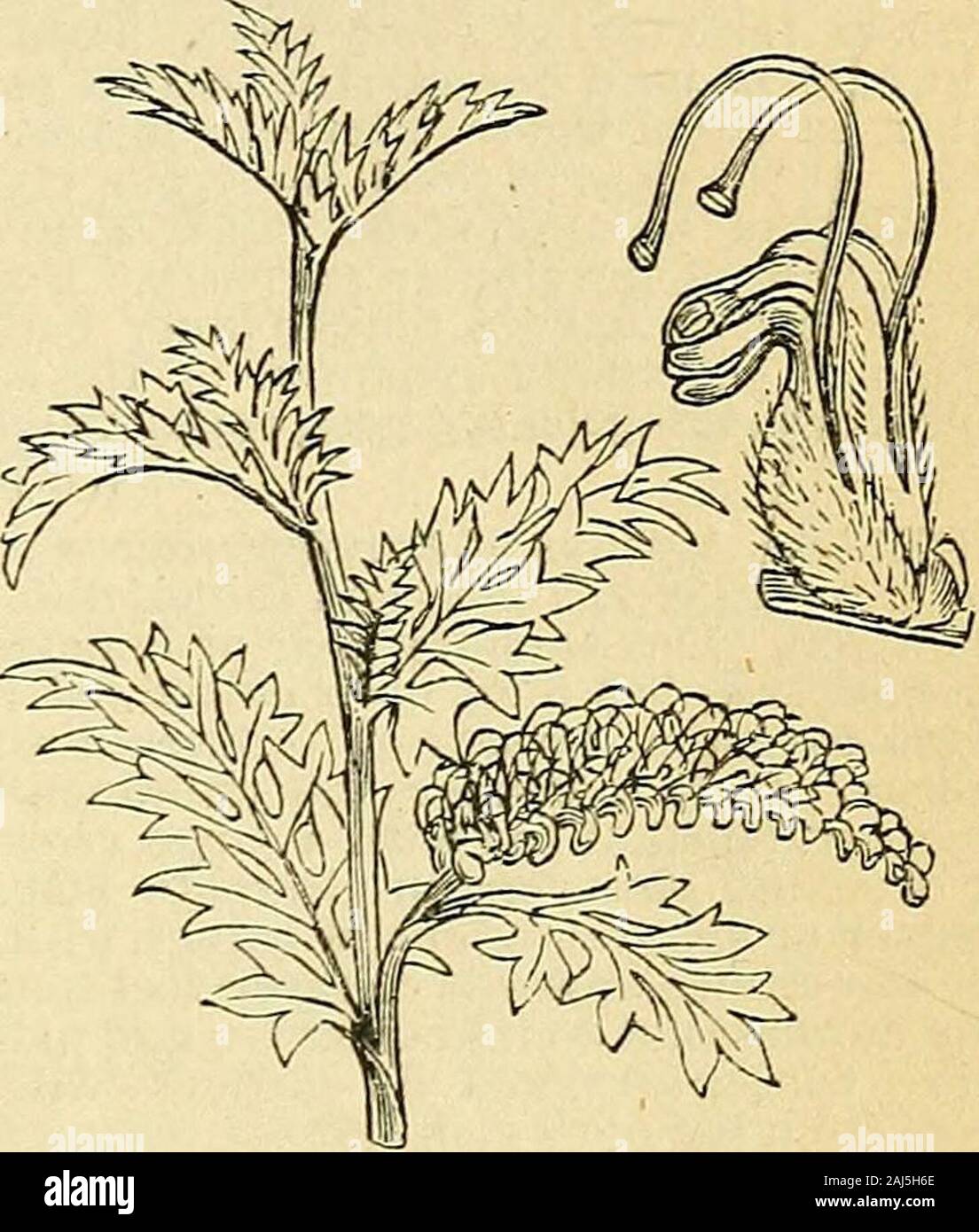 The treasury of botany a popular dictionary of the vegetable kingdom