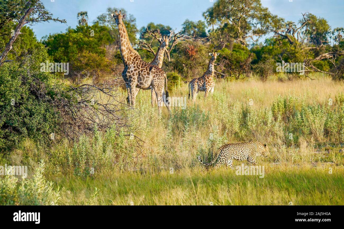 African safari scene in Botswana, with a male leopard moving through long grass near three giraffes, who are watching him with caution and alertness. Stock Photo