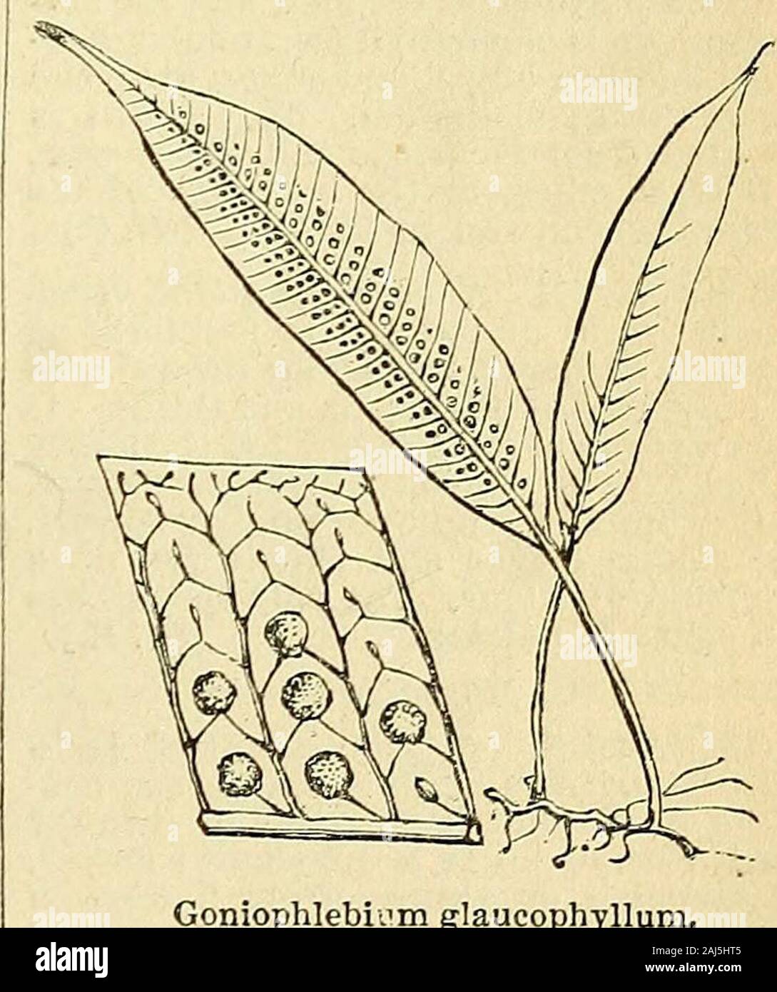 The treasury of botany: a popular dictionary of the vegetable kingdom; with which is incorporated a glossary of botanical terms . insome Palmellce ; while in Ephebe they arequadripartite, and resemble Hcematococcasin their developement. [M. J. B.] GONIOMA. A genus of dogbanes, hav-ing the tube of the corolla angular at theupper part, the interior being hairy, andthe border five-cleft; and two seed-vesselsrough on the outside, the seeds having along wing. G. Kamassi is a native of theCape, in the form of a shrub, with branchesswollen at the points where leaves arise :the latter are in pairs bel Stock Photo
