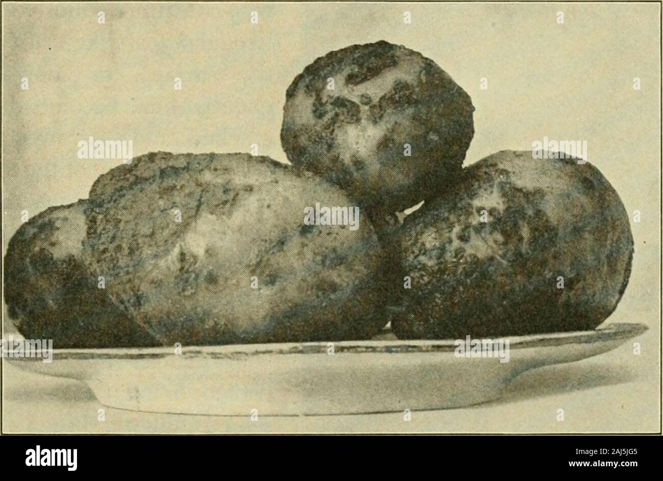Fungous diseases of plants . The Potato Scab. Conn. Agl. Exp. Sta. (1890):81-95. Thaxter, Roland. The Potato Scab. Conn. Agl. Exp. Sta. (1S91): 153-160. The scab of potatoes is a disease which is well known to grow-ers, dealers, and consumers alike, for the conspicuous scab pits orspots on the surface of tubers cannot fail to strike the attention. 1 A FUNGI IMPERFECTI 291 The disease is most common throughout the United States, anddoubtless throughout the potato-producing regions of Europe aswell. It is not positively demonstrated, however, that all of thesurface injuries known as scab are pro Stock Photo