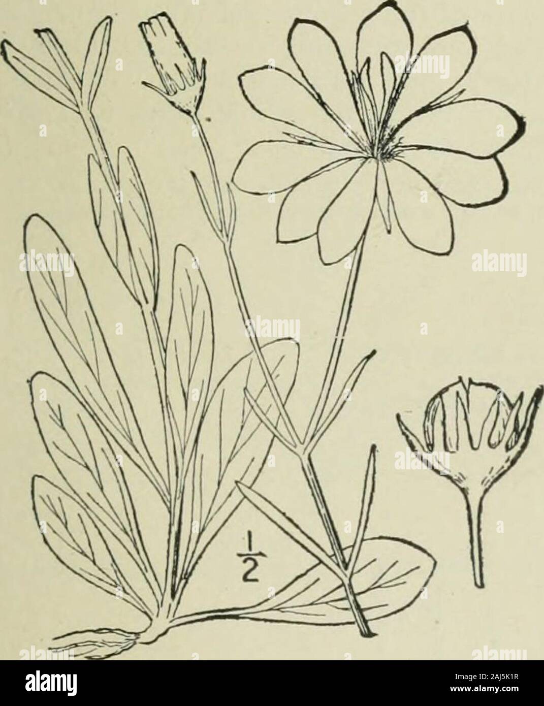 An illustrated flora of the northern United States, Canada and the British possessions : from Newfoundland to the parallel of the southern boundary of Virginia and from the Atlantic Ocean westward to the 102nd meridian . 10. Sabbatia dodecandra (L.) B.S.P. Large Marsh Pink. Fig. 3545. Chironia dodecandra L. Sp. PI. 190. 1753.Chironia chloroides Michx. Fl. Bor. Am. i : 147. 1803.Sabbatia chloroides Pursh, Fl. Am. Sept. 138. 1814.Sabbatia dodecandra B.S.P. Prel. Cat. N. Y. 36. 1888. Stem i°-2° high, little branched or simple, tereteor nearly so, the branches alternate. Basal leavesspatulate, obt Stock Photo