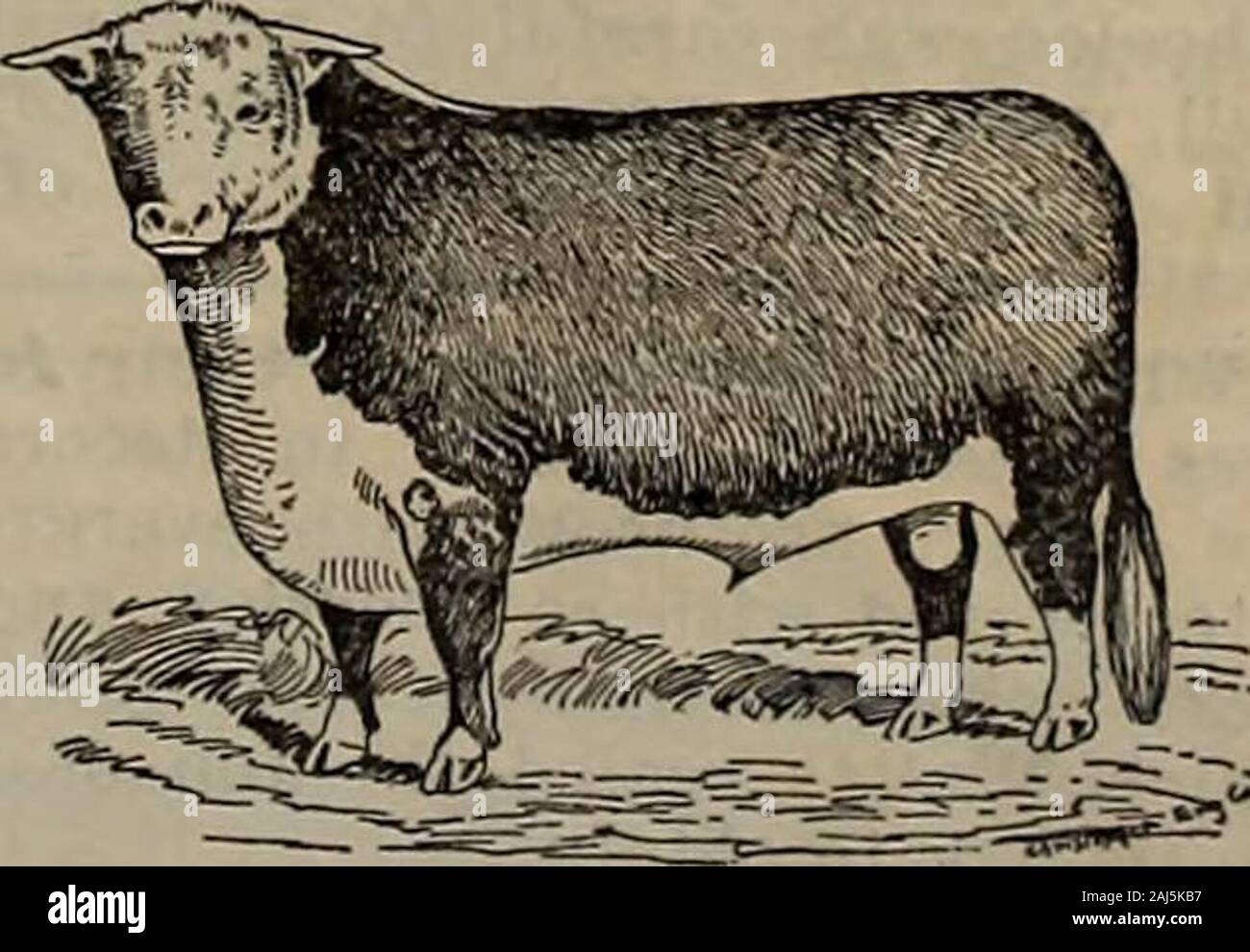 Annefield hires stock photography and images Alamy