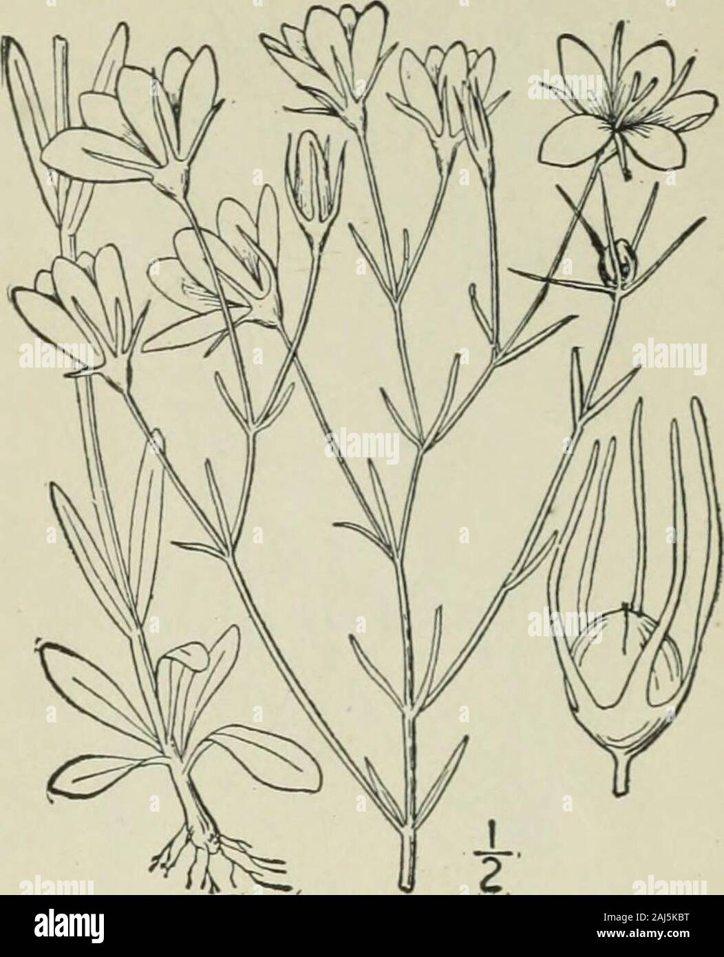 An illustrated flora of the northern United States, Canada and the British possessions : from Newfoundland to the parallel of the southern boundary of Virginia and from the Atlantic Ocean westward to the 102nd meridian . .) Torr. Slender Marsh Pink. Fig. 3344 Chironia campanulata L. Sp. PI. 190. 1753.Cliironia gracilis Michx. Fl. Bor. Am. i : 146, 1803.Sabbatia gracilis Salisb. Parad. Lond. pi. JJ. 1806.Sabbatia campanulata Torr. Fl. U. S. i: 217. 1824. Similar to the preceding species. Stem usuallyverj slender and much branched, i°-2° high, thebranches ahernate. Leaves linear, or linear-lan-c Stock Photo
