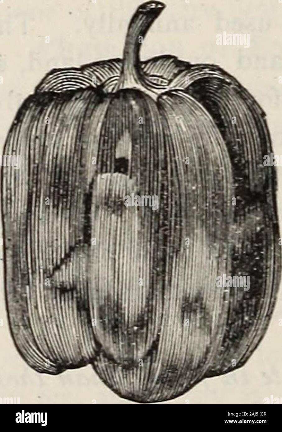 D M Ferry & Co's seed annual 1875 . imparts vitality, and promotesdigestion. It is extensively used for pickling. Large Sqnasll. — Large and thick ; flat, tomato-shaped ; fruit, compressed, more or less ribbed ; skin,smooth and glossy ; flesh, mild and pleasant to the taste,although possessing more pungency than many othersorts ; very productive, and the best variety for picklingalone. Cayenne. — A long, slim pod, rather pointed, andwhen ripe, of a bright red color. Extremely strong andpungent; and is the sort used for commercial purposes. Large Bell, or Bull Nose. — A very large sort, of squa Stock Photo