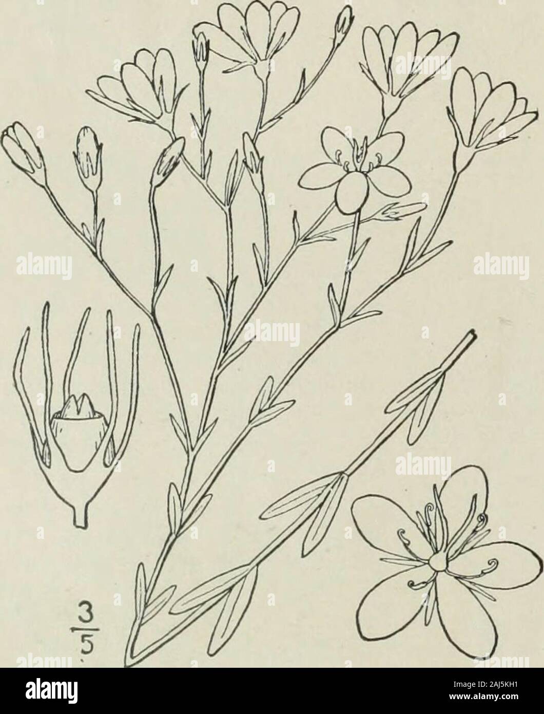 An illustrated flora of the northern United States, Canada and the British possessions : from Newfoundland to the parallel of the southern boundary of Virginia and from the Atlantic Ocean westward to the 102nd meridian . 8. Sabbatia Elliottii Stend. ElliottsSabbatia. Fig. 3343. Sivertia difformis L. Sp. PI. 226. 1753? Sabbatia paniculata Ell. Eot. S. C. & Ga. i: 282.1817. Not Pursh, 1S14. S. Elliottii Steud. Nomencl. Ed. 2, 2: 489. 1841. Stempaniculately branched, terete or slightlyridged, i°-2° high, the branches alternate.Lower leaves obovate or lanceolate-oblong,obtuse, 6-g long, the upper Stock Photo