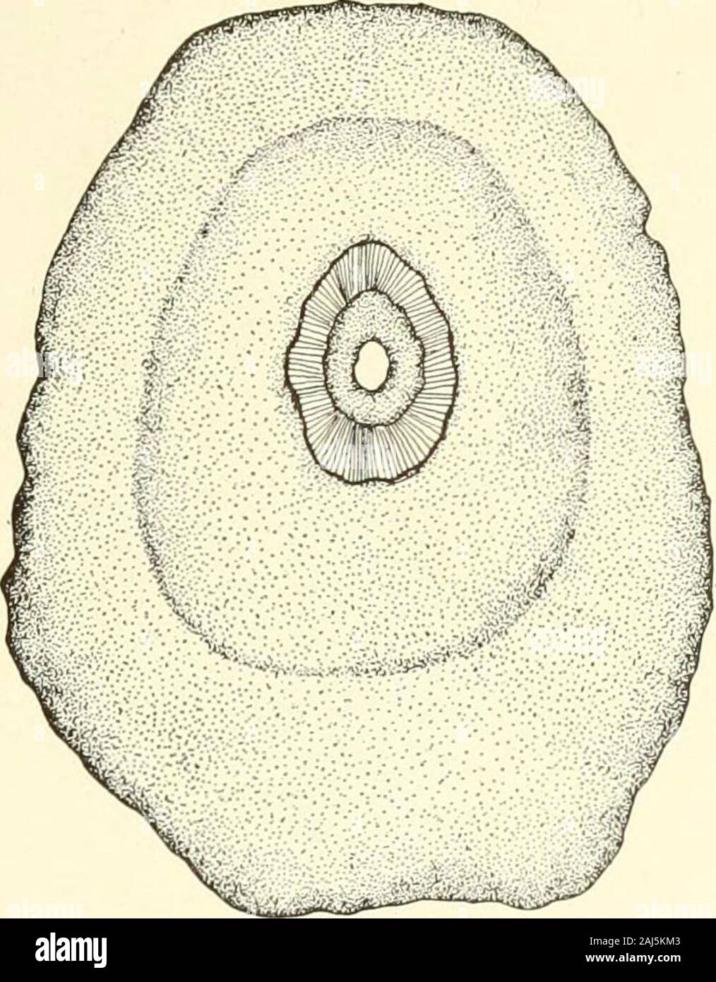 Journal of Entomology and Zoology . Some of tlic niulil)riiii(li iiiolhisrs foiiiul at Laguiia. A, Laila cockerclli; B,Chromodorig porlerae; C, (hromodorin sp. (mantel removed); D, Chromodoris sp.;E, Cicnus?; F, Aefjire.t alhojniiirldtiis; G, Anrula parifird; 11, Cuthnnla sp.; I,Jlirrid ,s|).; J, llertninxendii oiHdexcom; K, xpnrUla s]). Irom Ciiieriisey, first Lagunareport. JOURNAL OF ENTOMOLOGY AND ZOOLOGY 219 within a limited range. The octopus Polypus bimaculatiis isabundant along the rocky shore and may be obtained at low tide.The sand, the rocks and the sea weeds are alive in many places Stock Photo