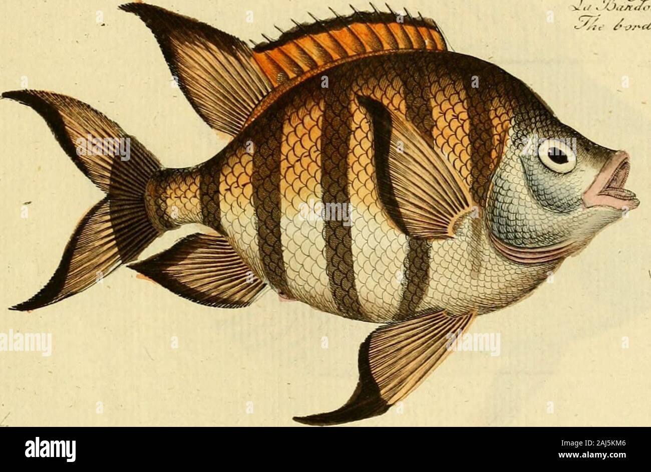 Ichthyologie; ou, Histoire naturelle des poissons En six parties avec 216 planches dessinÃ©es et enluminÃ©es d'aprÃ¨s natu . X, &lt;6U. ^ù.yScÂmCu /l. .. ..?..-. Stock Photo