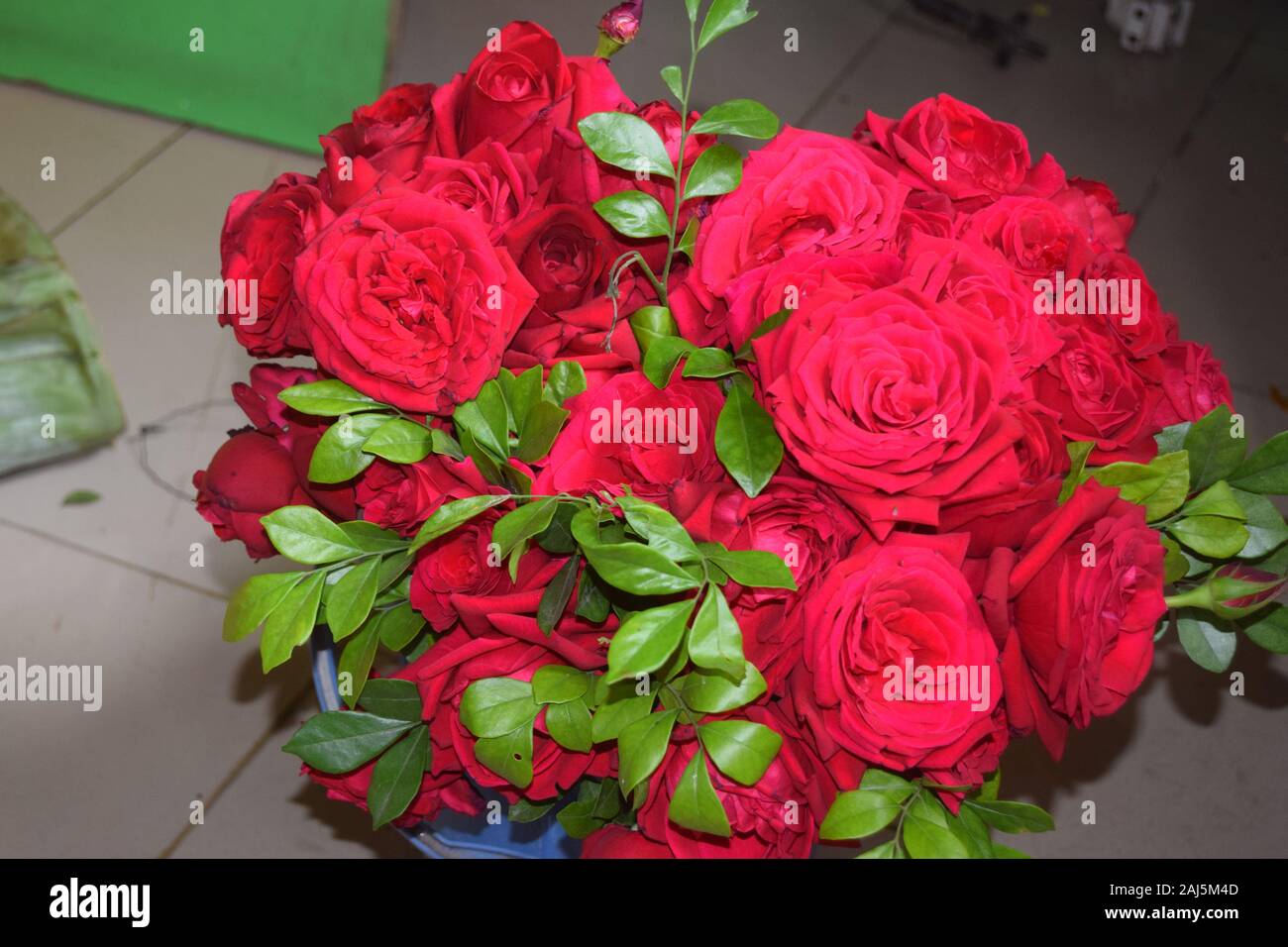 Most beautiful red roses Stock Photo
