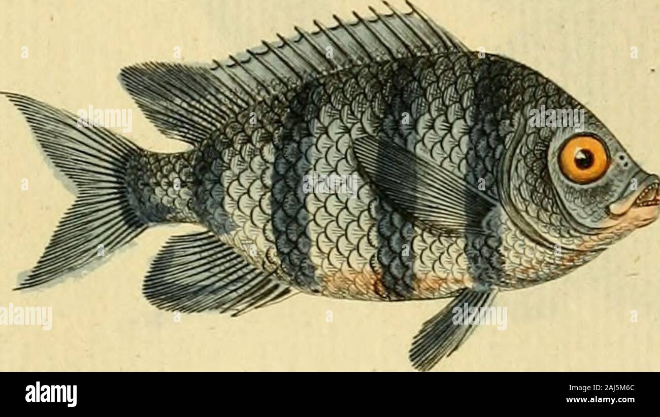 Ichthyologie; ou, Histoire naturelle des poissons En six parties avec 216 planches dessinÃ©es et enluminÃ©es d'aprÃ¨s natu . .... «* .^1^.1. rfj.l. Cv/TODON BfCOJ.OK. ^/ s/- -ifs/fur/!.!.* - K/t/r/ift.w.. Stock Photo