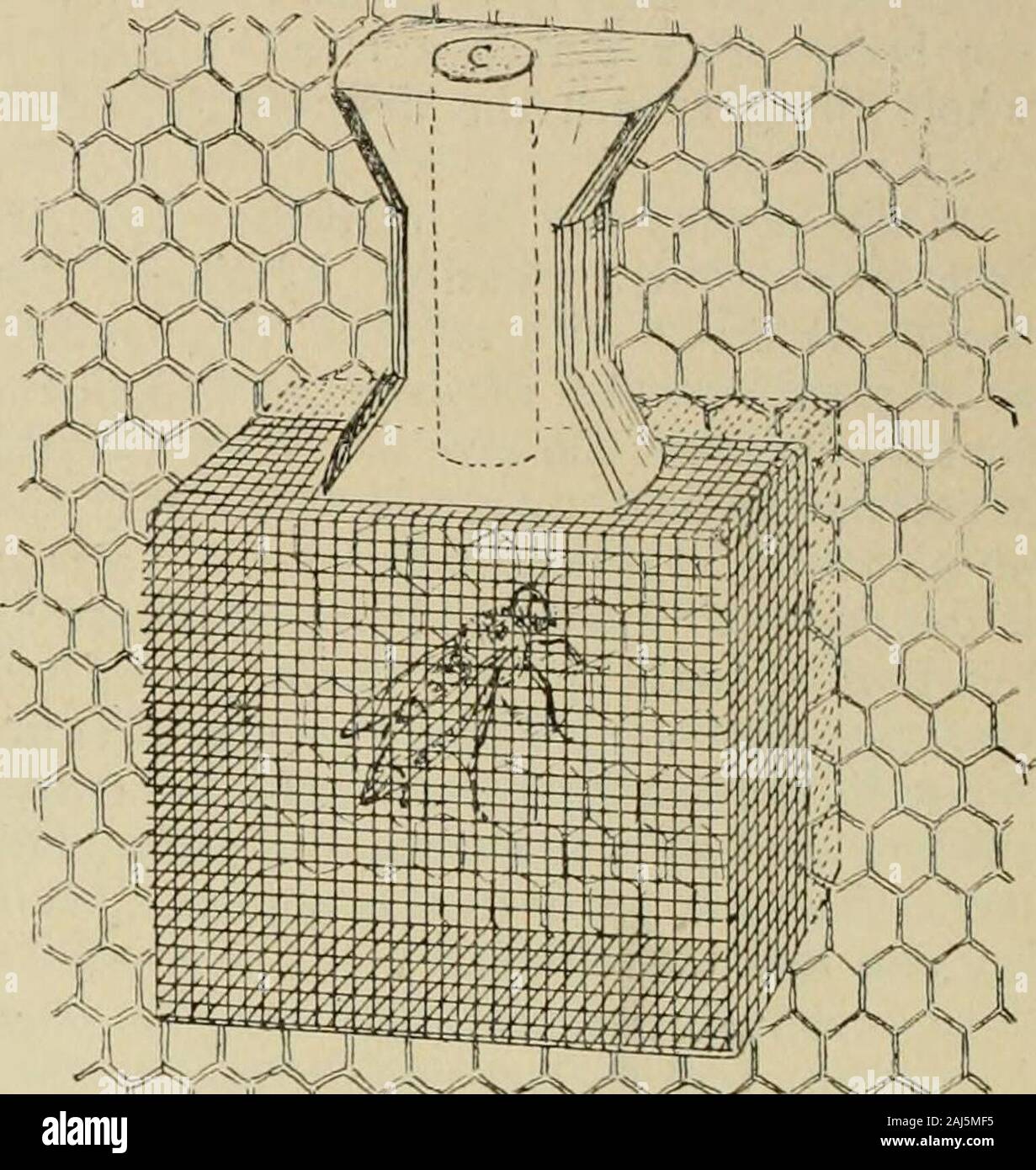 Gleanings in bee culture . age is anfirdiiiary Benton cage with the wood cutclear though in the two circular compart-ments occupied by the bees. The back ofthe cage is provided with a light tin slide.This forms a bottom for the bee compart-ment during shipment. The front of thecage is covered with a piece of screenwire extending down beyond the sides andend of the block half an inch or more.When this ]:avt of the wire is pushed intothe comb, the back or bottom of the cage isbrought in contact with the comb surface.Then after the tin slide has been carefullywithdrawn, the queen finds herself on Stock Photo
