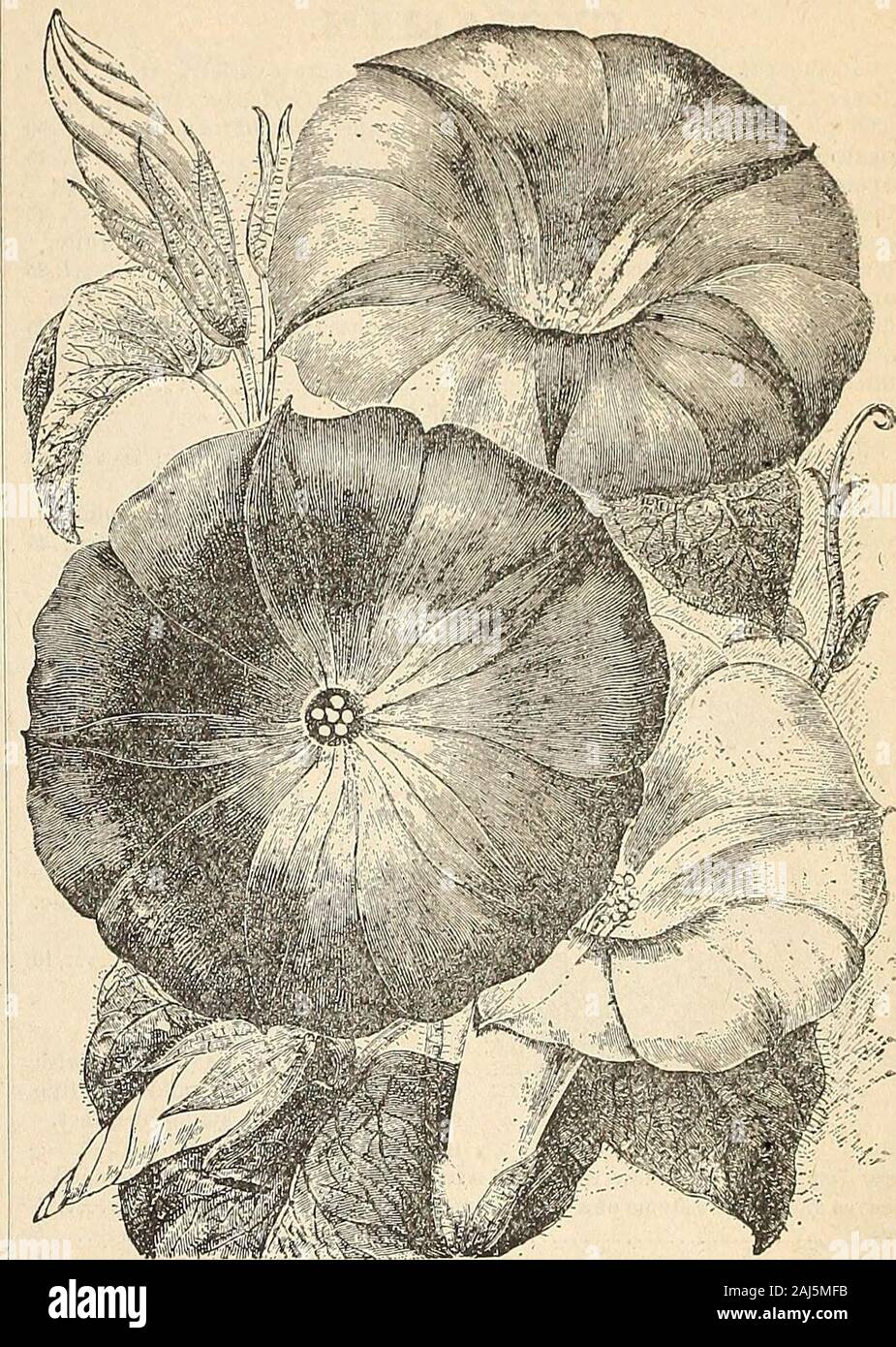 Horitucultural guide : spring 1892 . nd difficult to raise, but which can besuccessfully grown when sown in open air in May, in a dry, sunny position.H. II. P.Dampleri—A magnificent shrub, flowers in clusters, drooping, pea-shaped, 4 inches in lengtli, of a brilliant scarlet with intense black spots in center ofeach flower 20 CLERODENDRON BALFOURII. Charming greenhouse climber, producing rich scarlet flowers from snow-white envelopes. It may also be trained on a trellis as a pot plant, withfine effect. II. H. B 25 COB^A. One of the finest of our summer climbers, with fine foliage and large, be Stock Photo