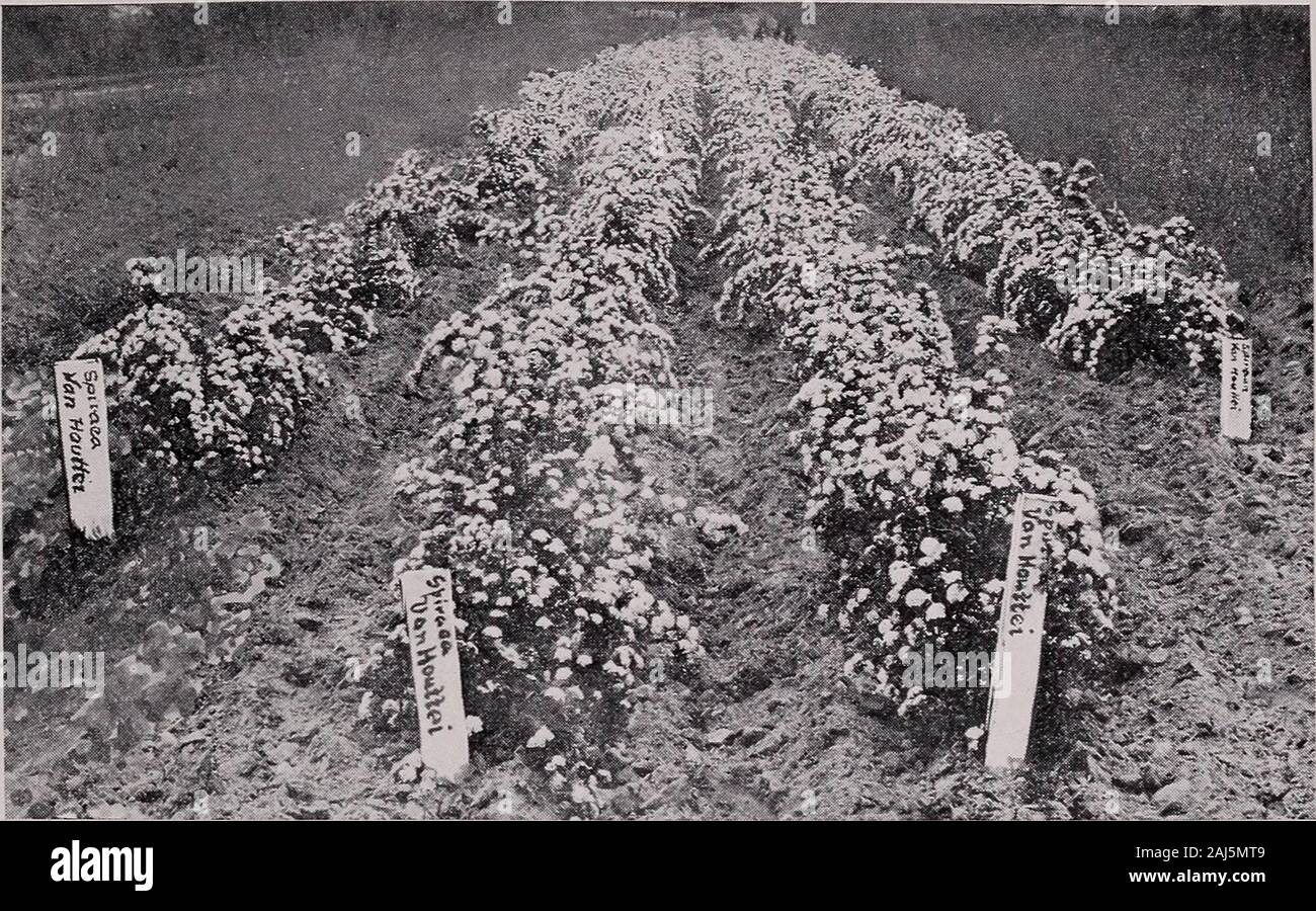 Fruitland Nurseries : successors to P.J Berckmans Co Inc established 1856 . of 3-4feet and a corresponding width; very effective formassing; a most satisfactory plant. PRICE: Each 10 2 years $ .50 $4.00 Spring Blooming Spiraeas S. arguta—(Hybrid Snow Garland.) Fine and showy.Leaves narrow, bright green, fading into yellowand salmon. Blooms in early Spring. Height 3to 5 feet. S. prunifolia flore plena—(Bridal Wreath.) Abeautiful, early-blooming variety, with small, doublewhite flowers. Commences to bloom in early March. S. Reevesiana flore plena—(S. Cantonensis floreplena.) With large, round cl Stock Photo