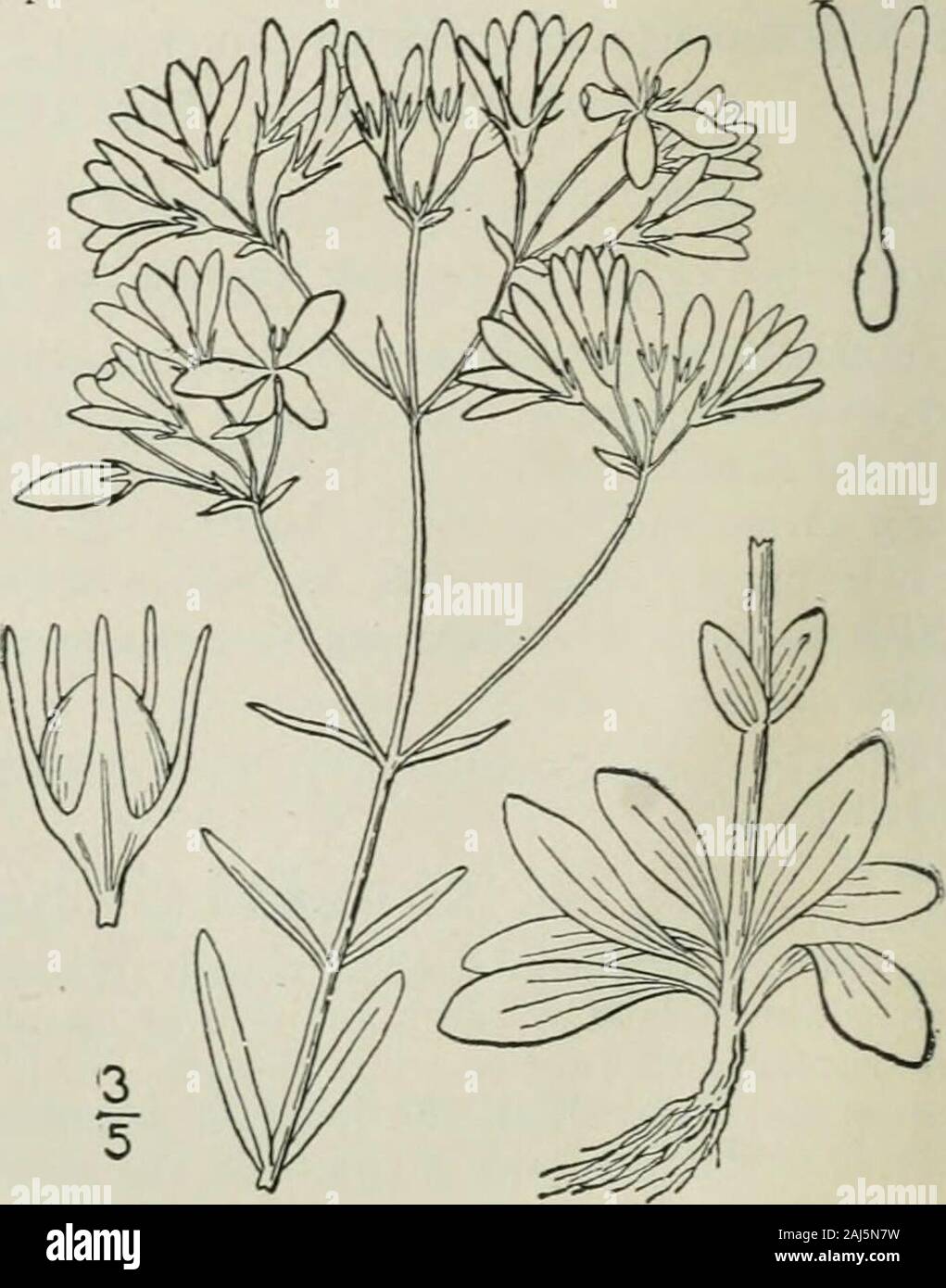 An illustrated flora of the northern United States, Canada and the British possessions : from Newfoundland to the parallel of the southern boundary of Virginia and from the Atlantic Ocean westward to the 102nd meridian . In dry or moist soil, Virginia to Florida.Sept.. Genus 2. GENTIAN FA^IILY. 3. Sabbatia brachiata Ell. Narrow-leaved Sabbatia. Fig. 3338. Chironia angularis var. angustifolia Michx. Fl. Bor. Am. i : 146. 1803.S. brachiata Ell. Bot. S. C. & Ga. i : 2S4. 1S17.S. angustifolia Britton, Mem. Torr. Club 5 : 259. 1894. Stem slender, branched above, slightly 4-angled, i°-2° high, the b Stock Photo