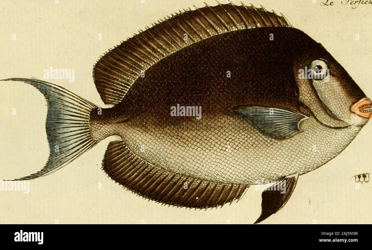 Ichthyologie; ou, Histoire naturelle des poissons En six parties avec 216 planches dessinÃ©es et enluminÃ©es d'aprÃ¨s natu . s.  /&lt;v . ijuyiaaezi X/i-rf /£ J+suacr &lt;z*i Stock Photo