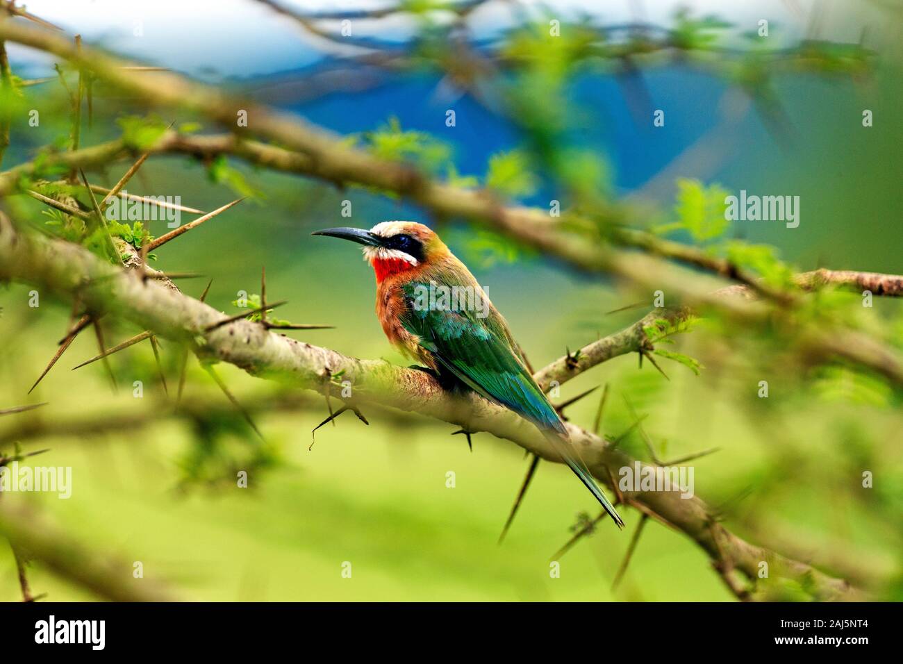 White-fronted Bee Eater in Milwane Nature Reserve, Eswatini Stock Photo