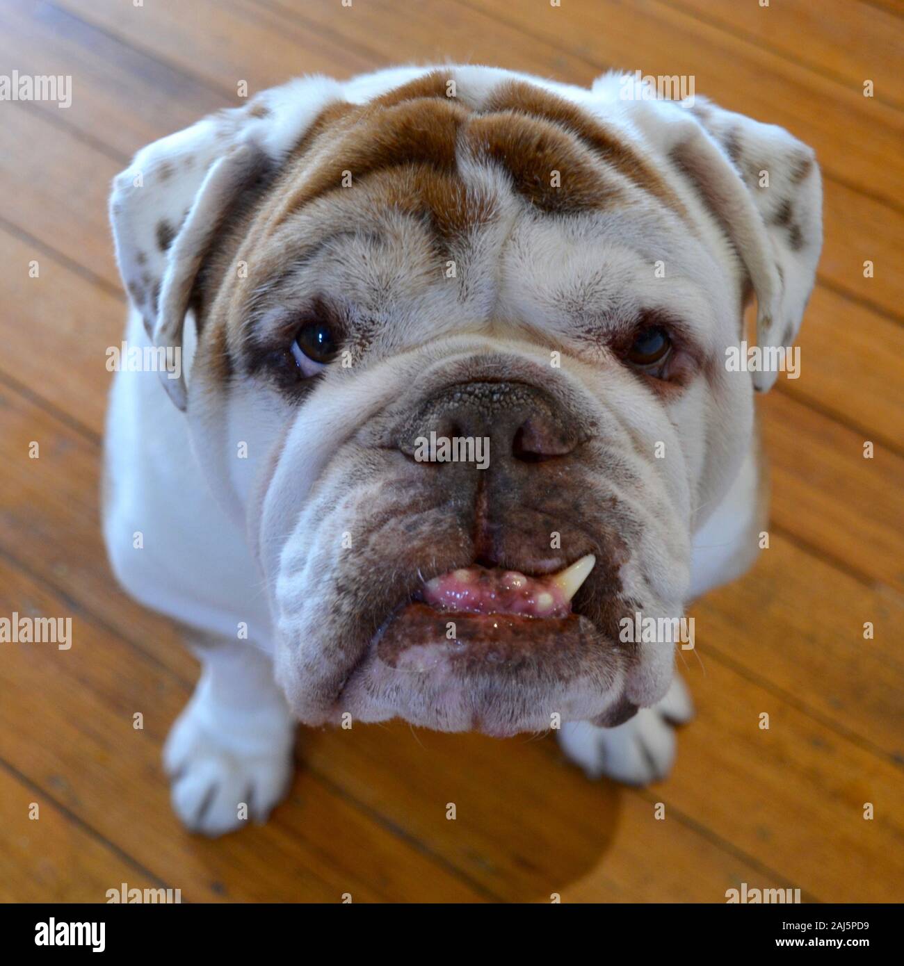 Old male British bulldog looking pleading up at the camera in search of a treat Stock Photo