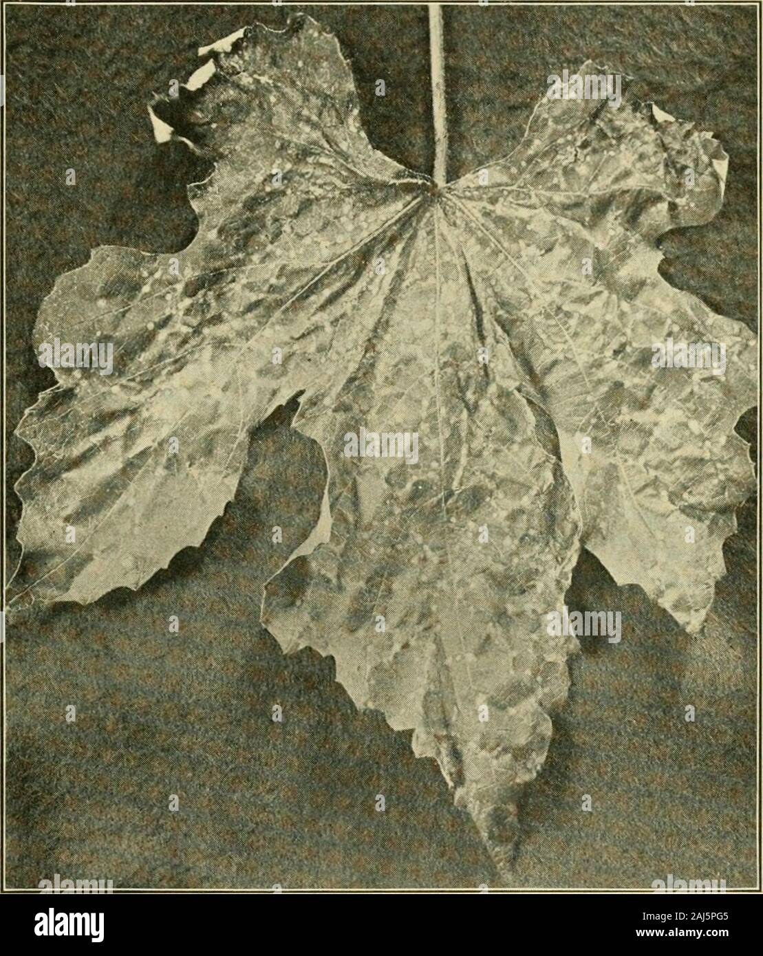 Fungous diseases of plants . Fig. no. Grapes affected i5Y Black Rot(Photograph by F. C. Stewart) i ASCOMYCETES 257 mass of mycelium which arises hencath the epidermis. It isbroadly elliptical, with a rather thick wall and no indication of abeak (Fig. 112, a). The conidiophores are short and simple, bear-ing spores — ovate or elliptical — measuring ordinarily 8—10 x 7-8/i. In moist weather the spores are pushed out in vermiform. Fig. III. Phyllosticta Stage of the Black Rot Fungus(Photograph by H. H. Whetzel) masses and upon dissemination they are capable of immediategermination. Accompanying t Stock Photo