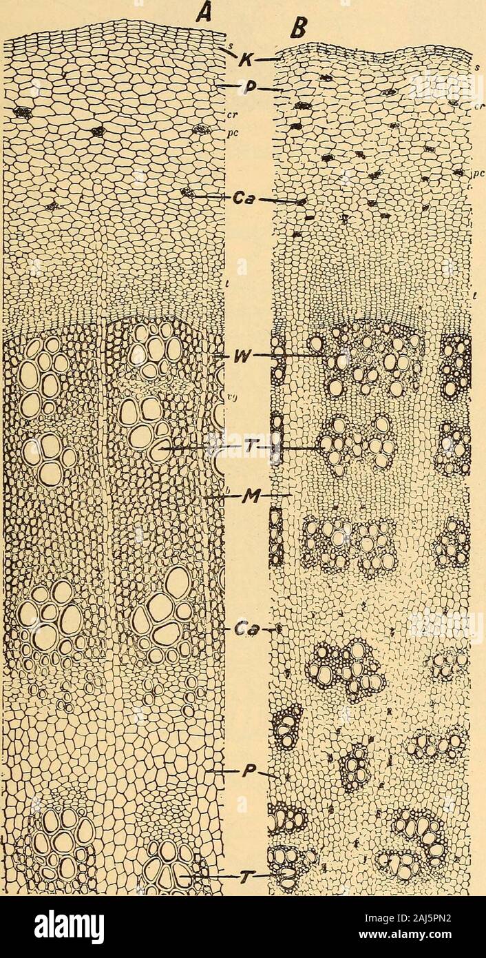 Non glandular hair hires stock photography and images Alamy