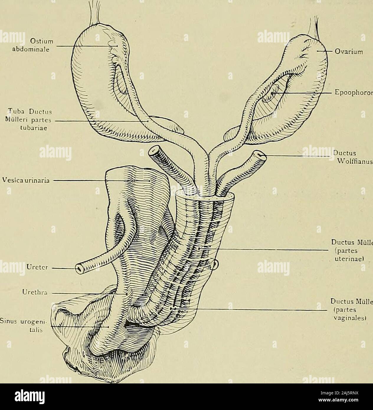 Hermaphroditismus beim Menschen . hen und psychischen Geschlechtscharaktere - im Ei, zum mindesten imbefruchteten, bereits angelegt sein. Es gibt also nach Halban männliche, weib-liche und hermaphroditische Eier. Das hermaphroditische Ei besitzt von vorn-herein den doppelten Geschlcchtsiinpuls, und von einem späteren Normativen Ein-fluß der Keimdrüse auf das übrige Genitale könne keine Rede sein. 56 „Immerhin besteht ein Einfluß der Keimdrüse auf den anatomischen Zu-stand des übrigen Genitale auch nach vollendeter Ausbildung desselben ohnealle Zweifel. Das beweist ja schon die Abhängigkeit der Stock Photo