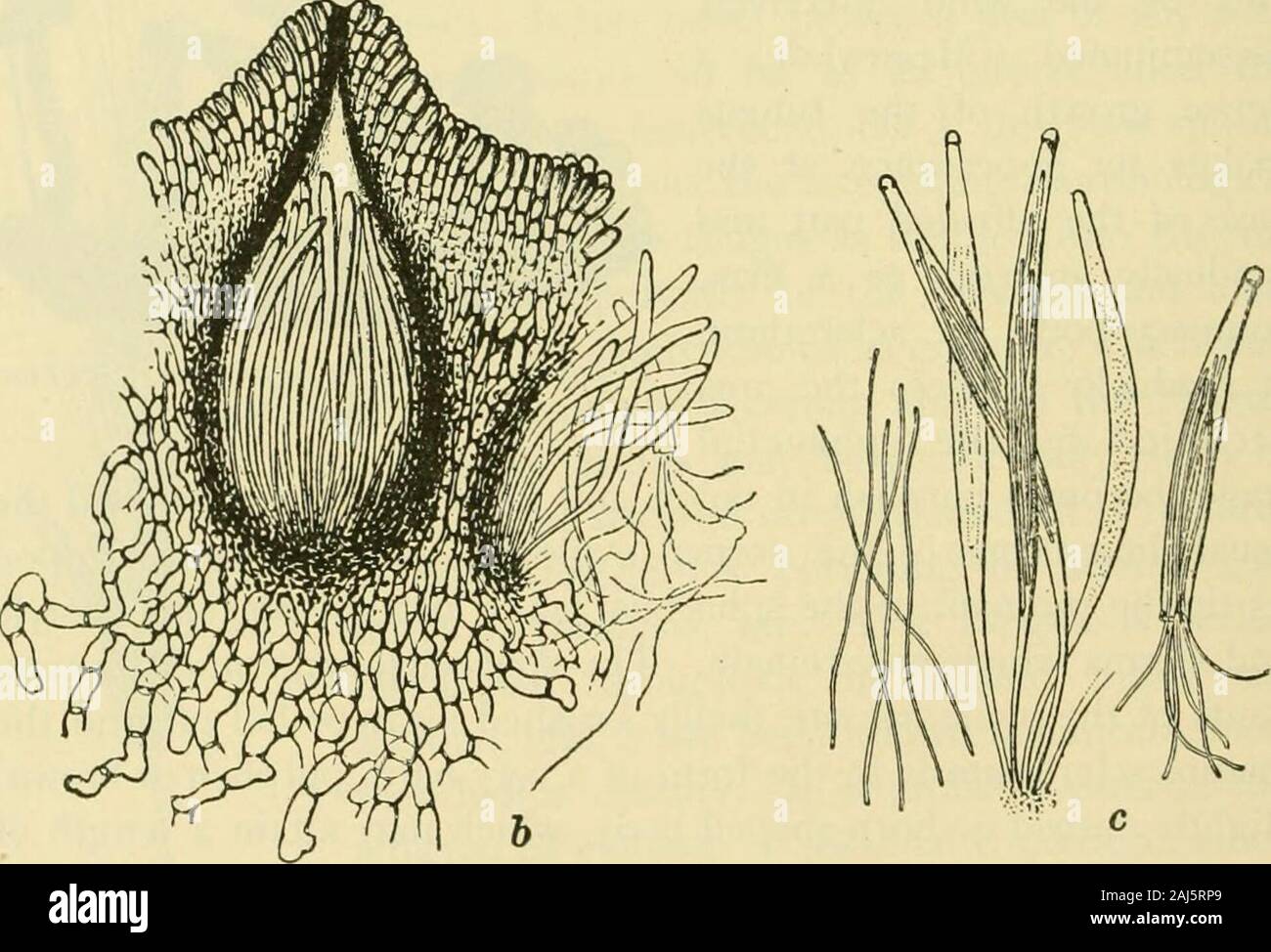 Fungous diseases of plants . Fig. 106. Claviceps purpurea: Section of Stroma and EnlargedPerithecium ; also Asci and Spores. (After Tulasne) the head numerous perithecia are formed near the periphery. Sofar as is known, a perithecium is developed in two successivestages: (i) By the repeated division of a few differentiated cellsbelow the surface there results an ellipsoidal pre-ascal tissue. (2) Inthe proximal or basal portion of this cellular body an hymenium ASCOMYCETES 24; originates, and the asci to which it gives rise obtain room for com-plete development either by forcing the separation Stock Photo