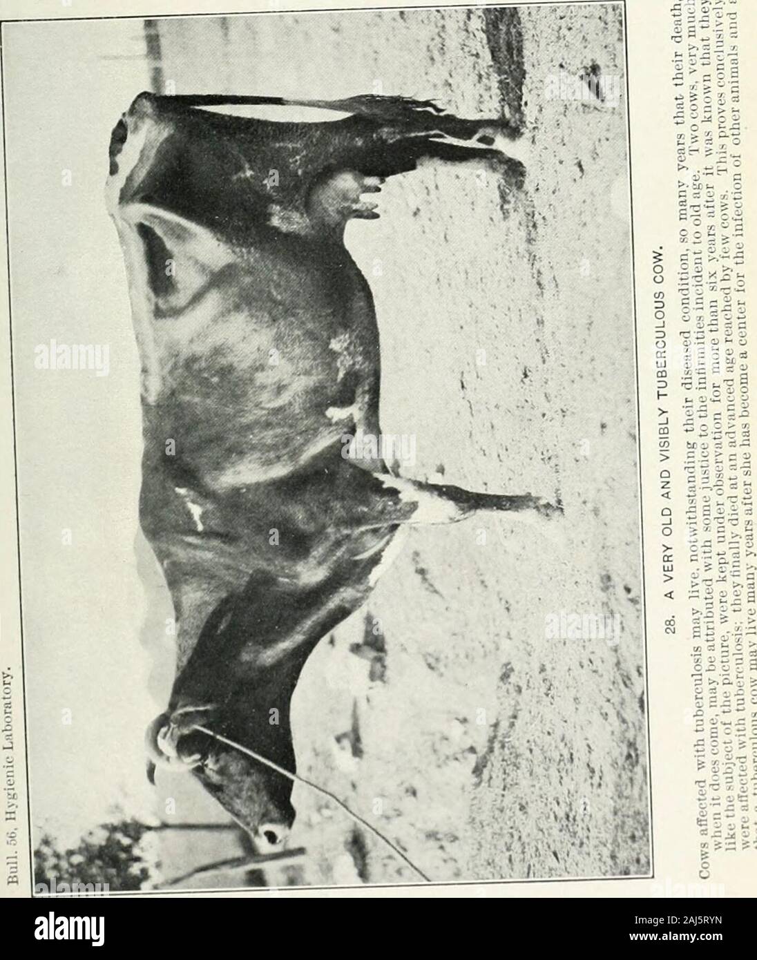 Digest of comments on The pharmacopia of the United States of America and on the National formulary .. 1905-1922 . ?mm 537 ?i,[)tional conditions. All the photographs are those of animals thatWile among a total of about 50 tuberculous cattle received at the ex-|i( liment station during the last three ^years, and among this total ofMl there were at least 25 animals that could well have been used toIllustrate the excellent physical condition of dangerously tuberculousr,iile and about 40 that could have been used to illustrate simply theJH-althy, normal appearance of tuberculous cows. As all pers Stock Photo
