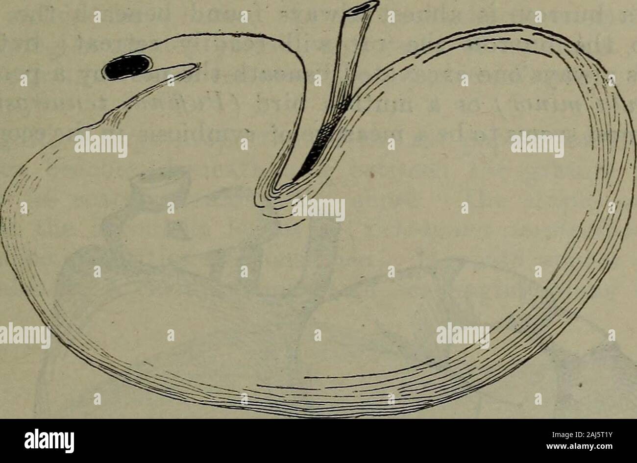 Transactions and proceedings of the Royal Society of South Australia (Incorporated) . Fig. 5. Leporillus jonesi. The palate and upper teeth to show the incisive papilla and the palate ridges. by the urethra; and externally the two sexes are very similarin young animals. The stomach (see fig. 6) is extremely large, and is verydistinctly marked out into two chambers by a frilled edge of 187 heaped-up epithelium. The first pouch is oesophageal inorigin, and the second is the true pyloric stomach. Thecaecum (see fig. 7) is enormous; the caput caeci is coiled uponitself; and the whole organ occupie Stock Photo