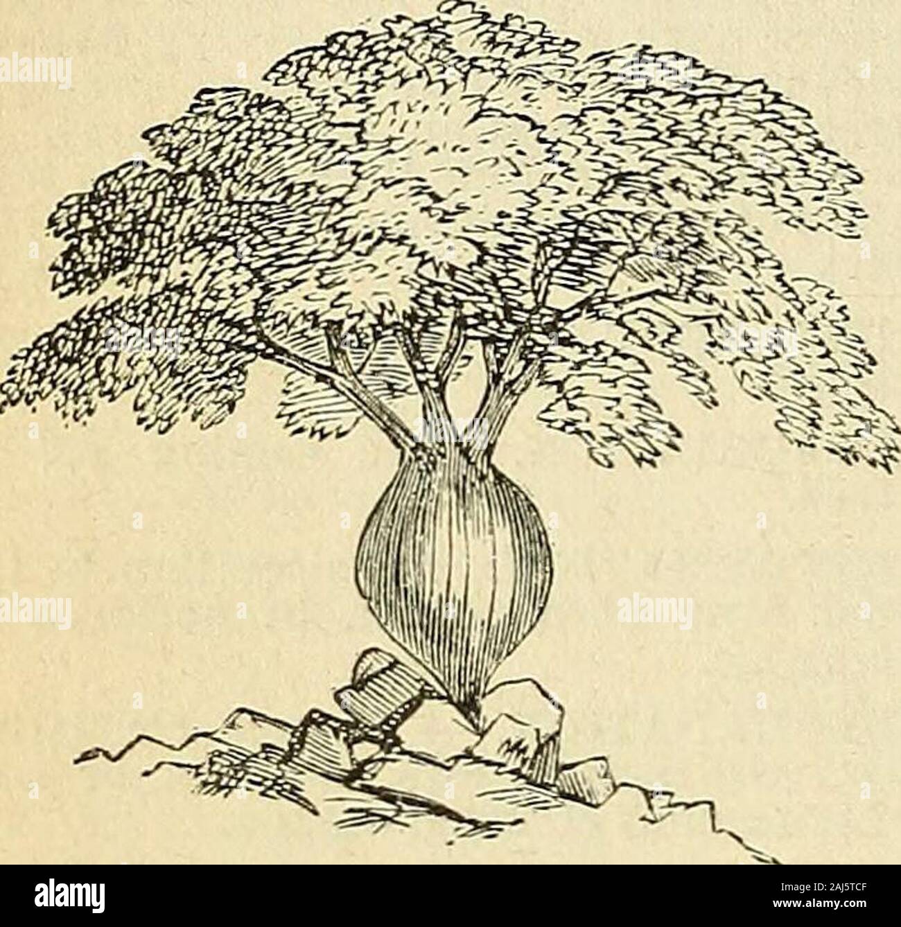 The treasury of botany: a popular dictionary of the vegetable kingdom; with which is incorporated a glossary of botanical terms . gum tragacanth, which is whole-some and nutritious, and is said to be usedas an article of food by the aborigines incases of extreme need. Dr. Lindley, indescribing the tree, says, the wood has aremarkably loose texture; it is soft andbrittle, owing to the presence of an enor-mous quantity of very large tubes of pittedtissue, some of which measure a line anda half across; they form the whole inner dela] Ki)t tEratfurg of SSotattg. 390 face of each woody zone. When b Stock Photo