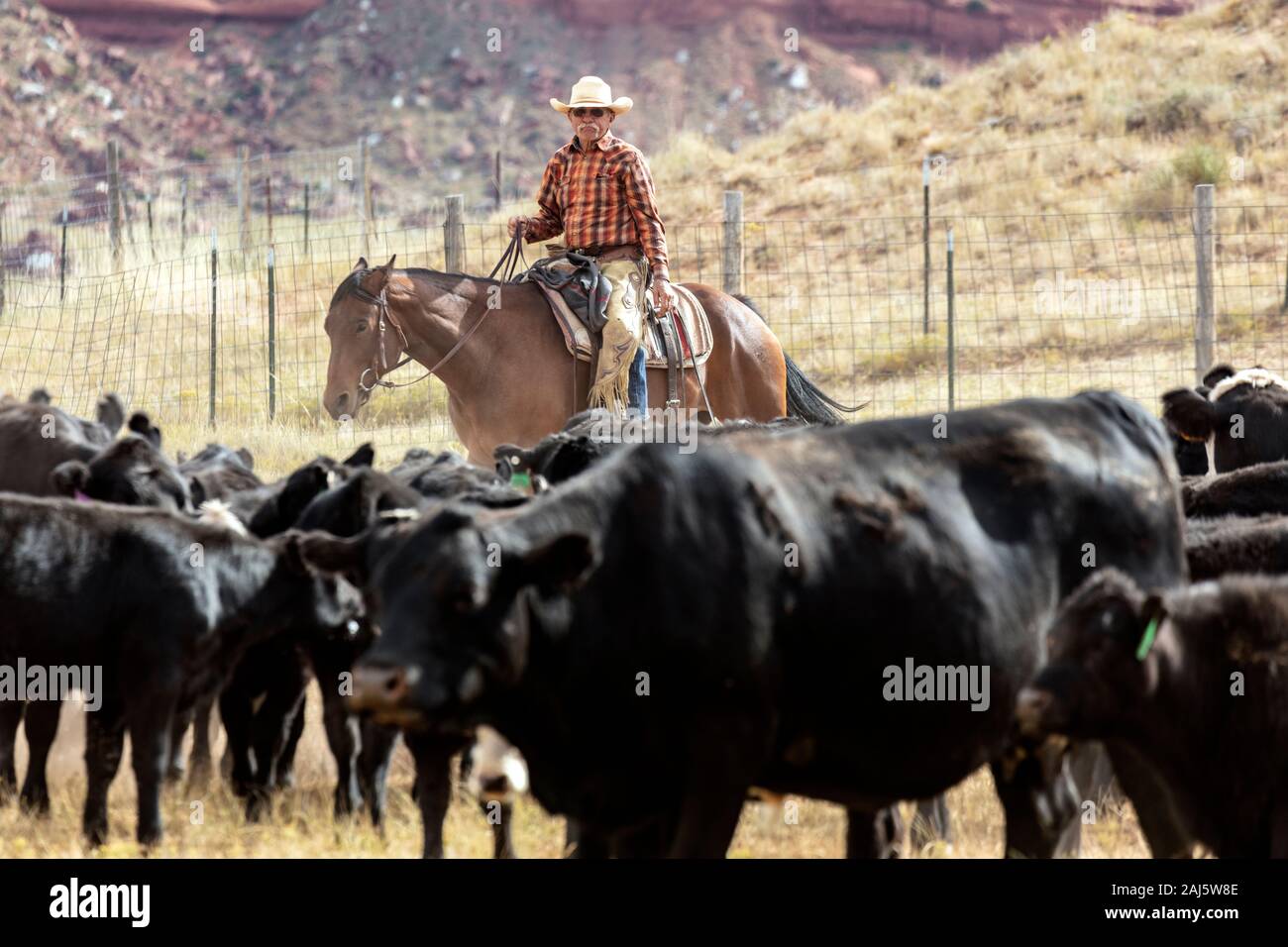 WY0415000...WYOMING Cattle roundup on the Willow Creek Ranch Stock